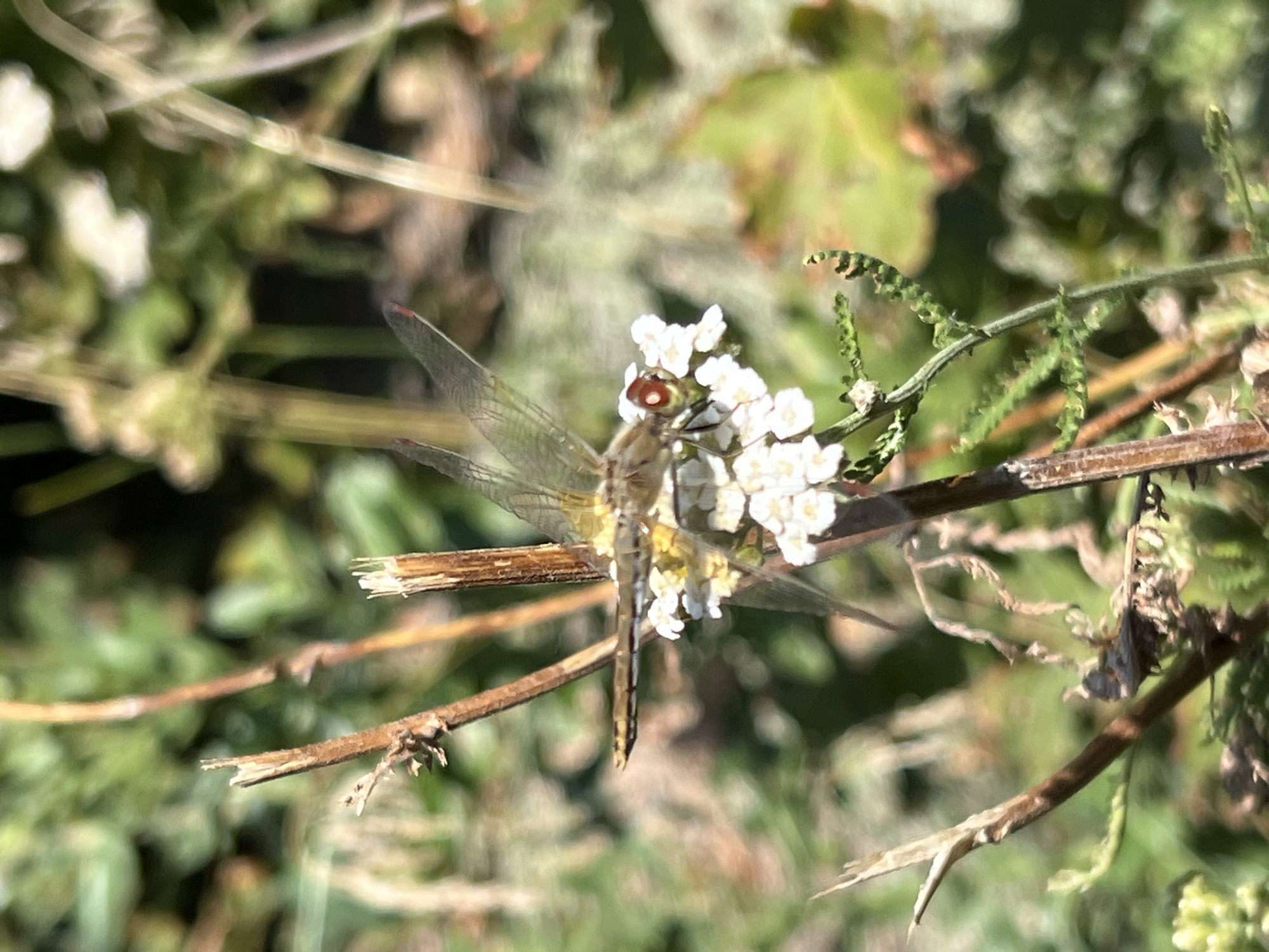 In Bukhuny, Ukraine, a close-up, high-angle shot captures a dragonfly perched on a cluster of small white flowers. The dragonfly, with its translucent wings and prominent red eyes, is the central subject. It rests on a thin, dry stem, with other similar stems and foliage forming the background. The environment appears to be natural, likely outdoors, with greenery and dried plant matter visible. The lighting suggests it is daytime, with sunlight illuminating the dragonfly and flowers.