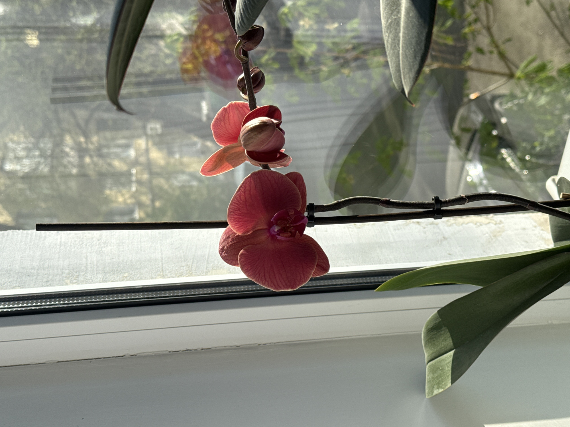The image depicts a vibrant pink orchid plant positioned indoors in front of a window, showcasing both the plant and the reflected outdoor environment. Two coral-pink orchid flowers are prominently featured, glowing with natural sunlight. The lower flower is fully open, revealing a darker purplish center, while the upper flower is partially open, and several closed buds are visible further up the dark stem. Small black zip ties are used to secure the orchid stem.
Green leaves of the orchid plant are visible at the top left and bottom right of the frame. The plant is set against a clean, white window frame that forms the lower boundary of the indoor scene. The window pane reflects a blurred but discernible cityscape, including trees, buildings, and other urban elements, suggesting an outdoor setting. The strong, direct sunlight illuminating the orchid indicates a clear and sunny day, likely morning or late afternoon. The location of the scene is Rostov-on-Don, Russia. There is no visible text in the image.