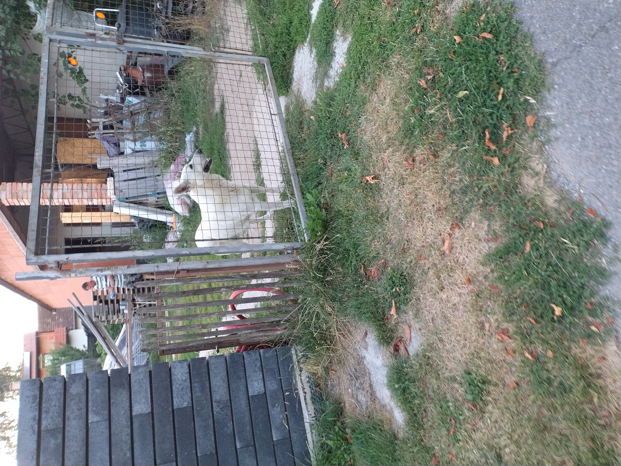 In the city of Dobev, Czechia, a white dog stands behind a metal gate in a grassy yard, its mouth slightly open. The gate is attached to a metal structure that appears to be part of a building, possibly under construction or renovation, with exposed brickwork visible. Outside the gate, a stack of dark grey rectangular bricks is positioned to the left of the frame. Further back, a person in a striped t-shirt and shorts stands near a pile of wooden pallets. The environment is somewhat cluttered with various materials and objects, suggesting a construction or storage area. The ground is covered with a mix of dry and green grass, with some fallen leaves scattered about.