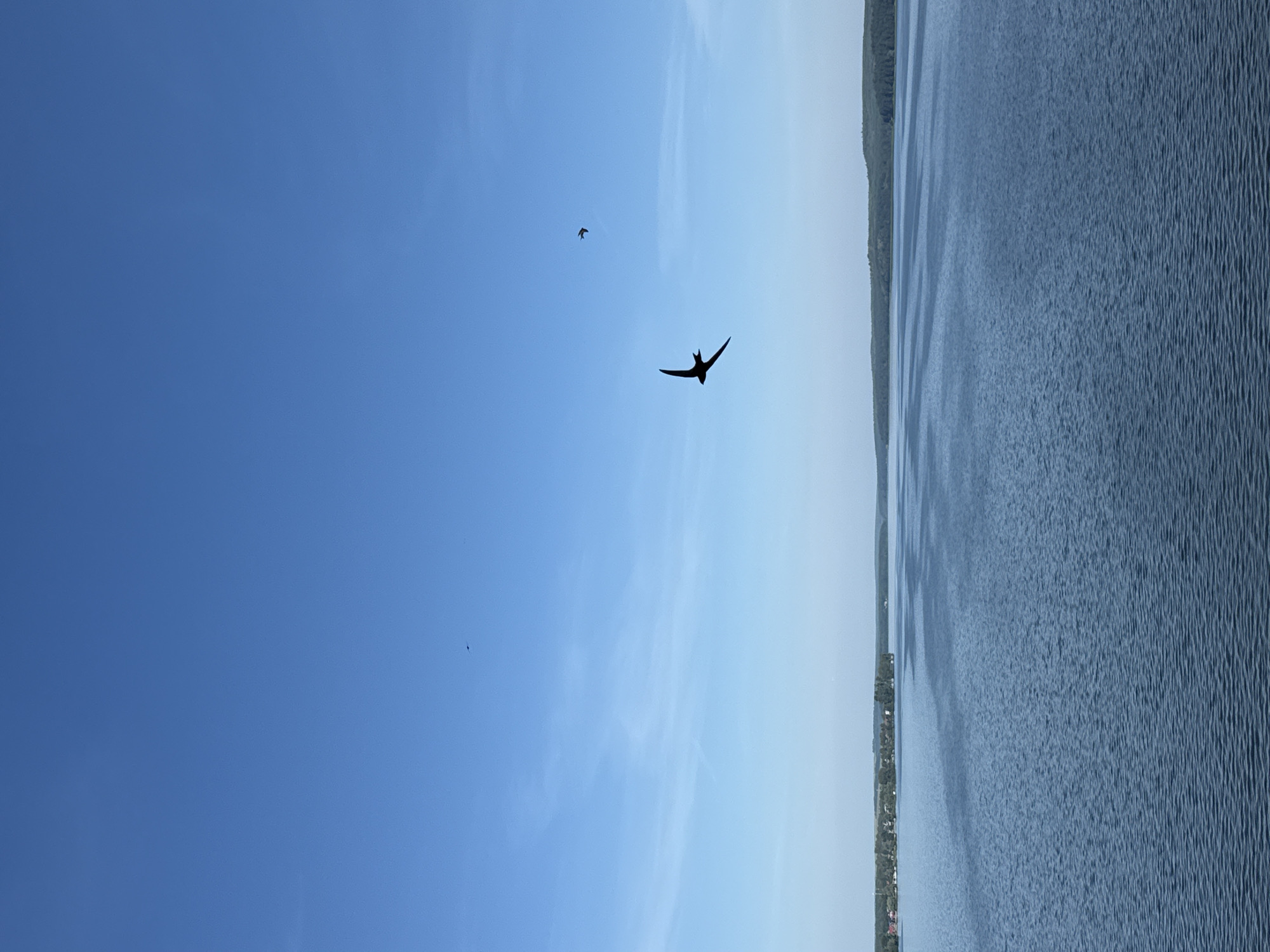 The image displays a wide, calm body of water under a clear, bright blue sky. A silhouette of a bird in flight is prominent in the center of the frame, with another smaller bird visible higher and to the right. The far bank of the water shows a tree-lined shore with some distant buildings that suggest a settlement. The overall scene evokes a peaceful, natural landscape. This could be the Votkinsk Reservoir in Votkinsk, Russia, known for its expansive water surface and surrounding natural beauty, which aligns with the visual elements captured.