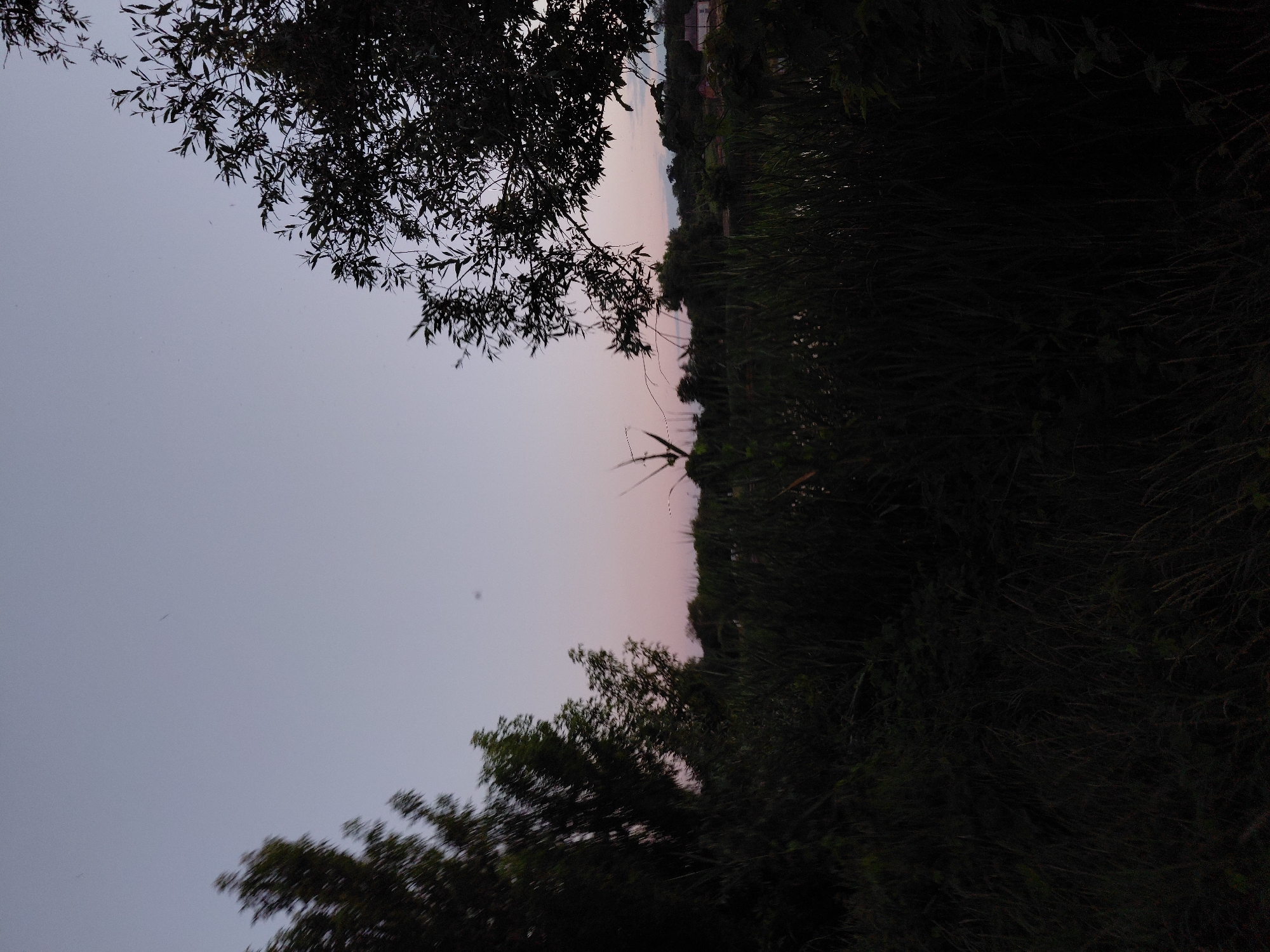 The image depicts a twilight scene with a hazy sky fading from light blue to pale pink. In the foreground, a dense cluster of dark green foliage, including tall grasses and leafy branches, obscures much of the lower half of the frame. Silhouetted trees frame the scene on both the left and right sides, with the tree on the left showing motion blur, suggesting movement from wind or camera shake. In the distance, a line of trees forms a dark silhouette against the brighter sky. A thin, almost skeletal dead tree is visible near the center-horizon, standing out against the horizon. Far in the distance, a faint structure, possibly a building with a red roof, is barely discernible. A single street lamp is visible to the far right, its light a small white point against the darkening landscape. The overall atmosphere is one of natural quietude at the cusp of night. This scene is located in Ustyvytsia, Ukraine.