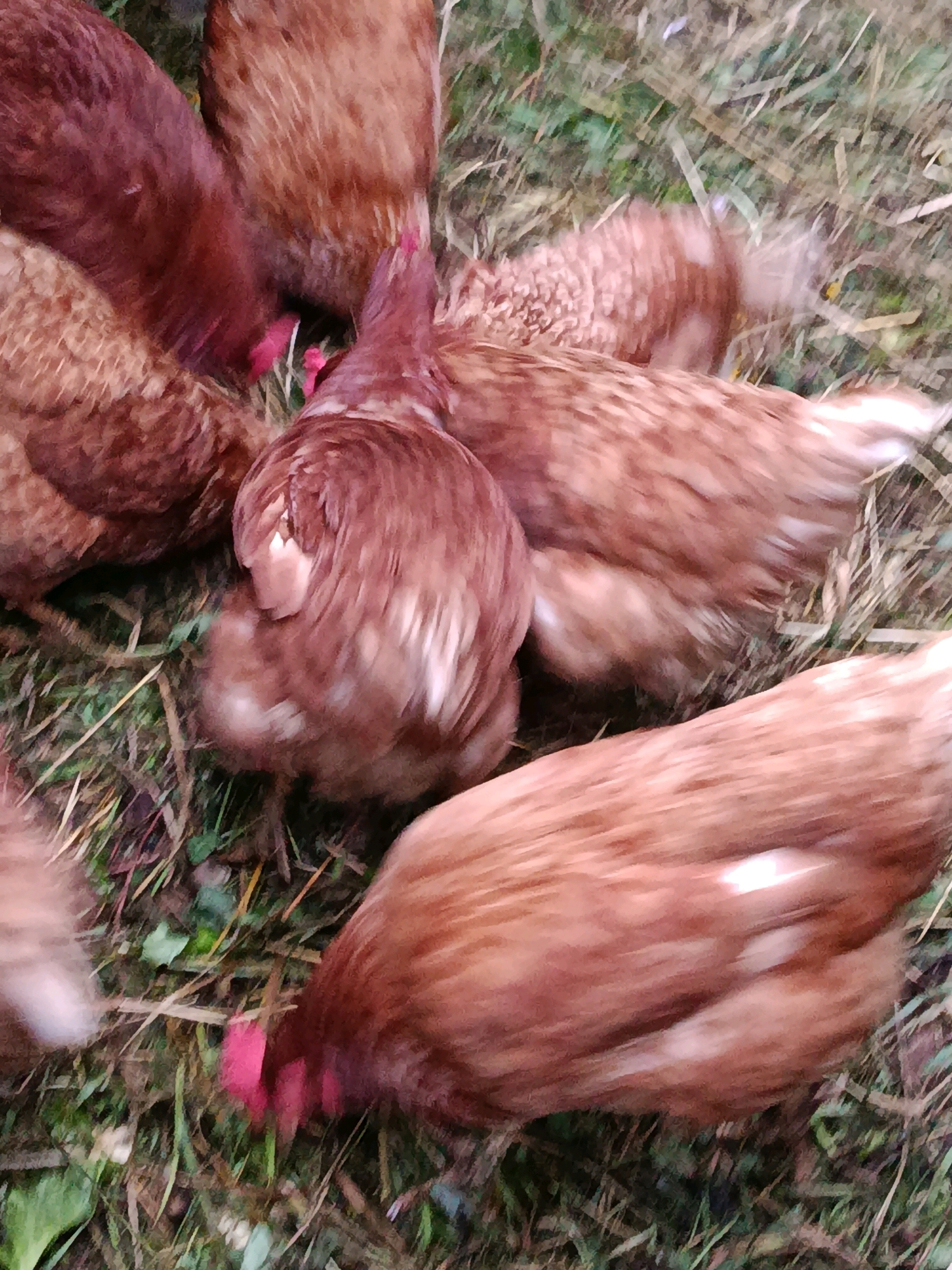 A close-up, overhead shot captures a group of reddish-brown chickens foraging in dry grass and some green foliage. The chickens are clustered together, with several heads lowered to the ground, presumably eating. The feathers of the chickens are textured and varied in shade from deep rust to lighter brown, with some white accents visible on a few of them. The foreground is dominated by the body of one chicken, its feathers showing motion blur, indicating movement. The background is a mixture of dry grass stalks, some green leaves, and darker soil. There are no people or buildings visible in the frame, and the scene appears to be in a natural outdoor environment. This image is not specific to the city of Верея, Russia.