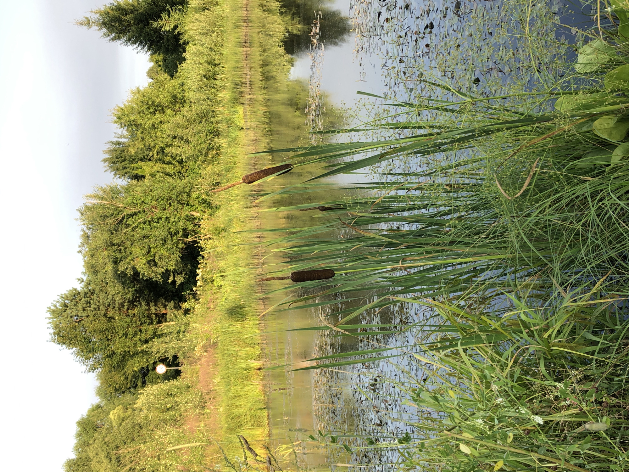 This image depicts a serene natural scene in the vicinity of Druzhba SNT, Russia. In the foreground, tall green cattails with brown seed heads stand prominently in a calm body of water. The water's surface is dotted with lily pads and other aquatic vegetation, reflecting the surrounding greenery. A lush, green treeline borders the far side of the water, with a variety of deciduous and coniferous trees forming a dense backdrop. The sky is clear and bright, suggesting it is daytime, possibly late afternoon given the warm light illuminating the vegetation. A small, circular sign with a red border and a number '60' in the center is visible in the distance, partially obscured by foliage, indicating a potential speed limit sign. The overall impression is one of tranquility and natural beauty.