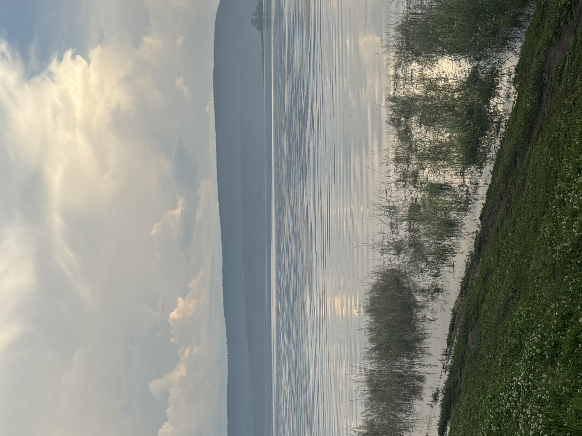 The image depicts a serene landscape of a lake with gently rippling water, reflecting the overcast sky. In the foreground, lush green grass slopes down towards the water, dotted with small white flowers. Reeds and tall grasses grow in clumps along the water's edge. In the distance, a broad, tree-covered hill forms the horizon, shrouded in a soft, hazy blue. The overall atmosphere is tranquil and natural. This scene is likely located along the shores of the Bratsk Reservoir, a large artificial lake on the Angara River in Bratsk, Russia. No people or specific structures are visible in the image.