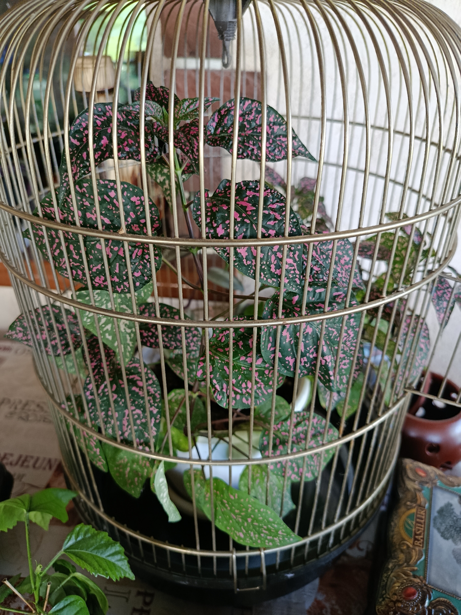 This is a medium shot, eye-level, outdoor photograph of a potted plant with dark green leaves spotted with pink, housed inside a gold birdcage. The birdcage is tall and cylindrical with thin bars. The plant is lush and appears healthy, with some of its leaves spilling out of the cage. In the background, a brick wall is visible, suggesting an indoor setting rather than an outdoor one. To the right of the birdcage, a small, dark brown pot with a plant is visible, and a decorative framed object with ornate gold detailing. A dark patterned surface, possibly a tablecloth or placemat, is underneath the birdcage and other objects. The lighting is natural and appears to be from an overhead source, casting soft shadows. The overall impression is one of a decorative display. There is no indication of the city of Misaylovo, Russia in the image.