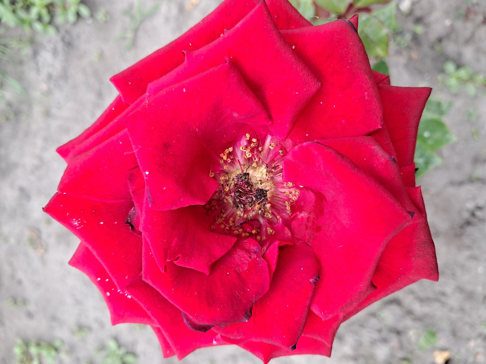 A close-up, overhead shot of a vibrant red rose is captured in Kremenchuk, Ukraine. The rose is in full bloom, with its petals unfurling outwards. Tiny water droplets are visible on the surface of some of the petals, suggesting recent rain or dew. The center of the rose reveals its stamen and pistil, with a few stray pollen grains scattered around. The background is a soft focus of greyish soil with sparse green vegetation, indicating an outdoor garden setting. The lighting is natural, creating soft shadows and highlighting the texture of the rose petals. There are no people or visible actions taking place.
