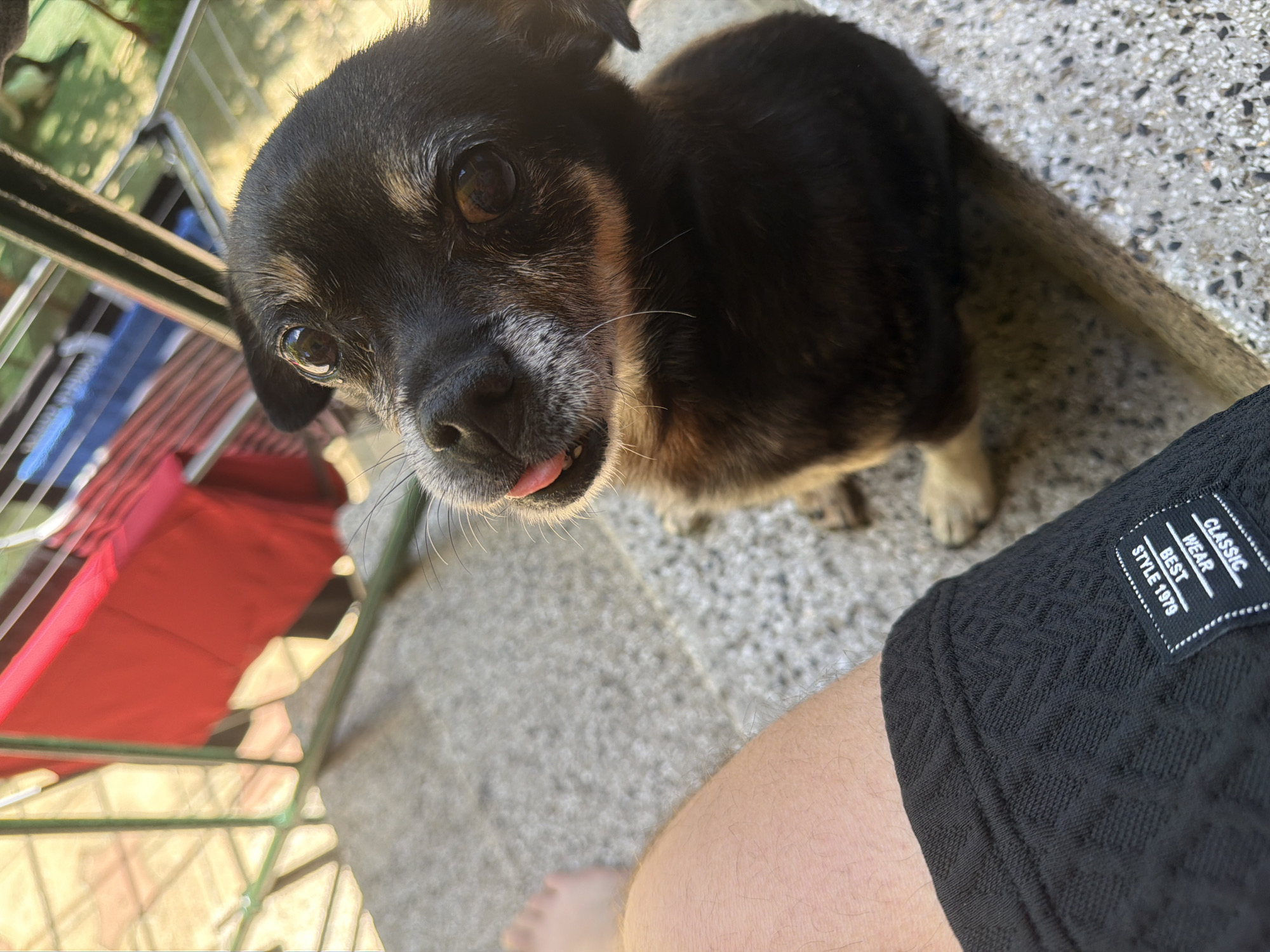 A close-up, outdoor, eye-level, waist-up shot shows a small, black and tan dog with a grey muzzle and white whiskers looking directly at the camera with its tongue slightly out. The dog is sitting on a speckled grey concrete surface. To the left of the dog, a portion of a person's left thigh and knee are visible, clad in black shorts with a textured pattern and a white label. The background is blurred, with hints of a clothesline holding red and blue garments, a metal railing, and greenery, suggesting a residential outdoor setting. This scene is set in Kaolinovo, Bulgaria.