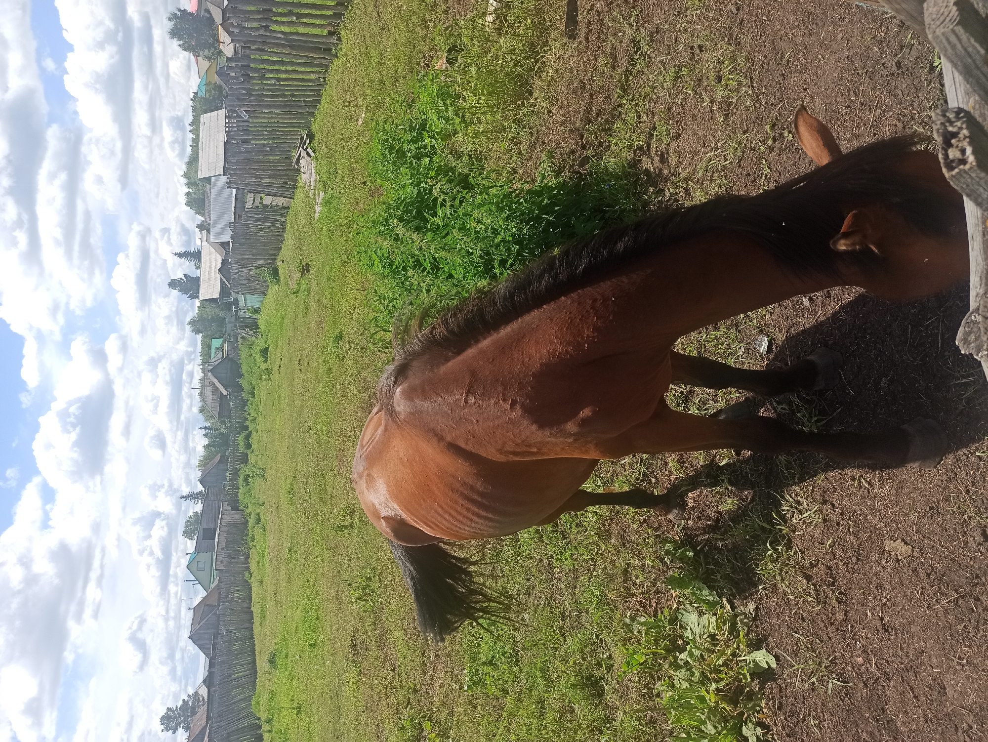 The image depicts a rural scene in Nigmatovo, Russia. In the foreground, a brown horse is grazing on a patch of dirt and sparse grass. Its ribs are visibly prominent, suggesting it might be underweight. The horse's tail is dark and bushy, and its mane is also dark. Behind the horse, a field of green grass stretches out, bordered by a rustic wooden fence made of upright logs. Beyond the fence, several modest houses with wooden walls and varied roof types are visible, indicative of a village setting. The sky above is partly cloudy with a mix of white clouds and blue sky. The overall impression is of a simple, rural landscape on a sunny day.