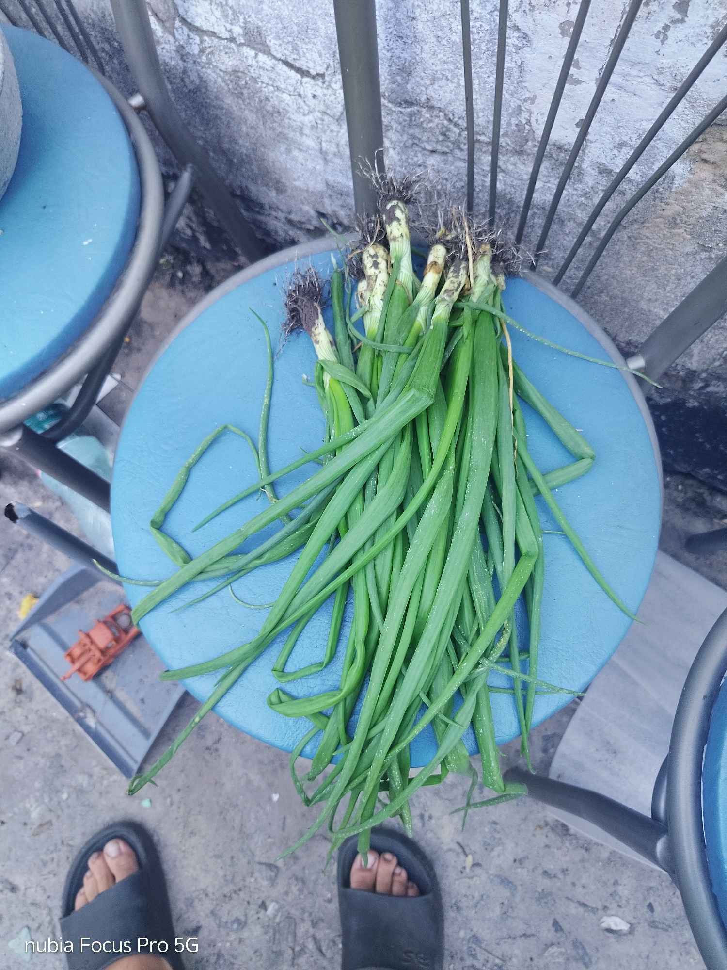 The image depicts a bunch of freshly harvested green onions with roots, placed on a round blue surface, likely a stool or table. The green onions are long and slender, with visible roots at the top, some of which are still covered in soil. The blue surface is speckled with white dots, possibly dust or salt. In the background, a rough, grey wall with a textured surface is visible. A metal chair frame, painted dark grey, is partially visible, with several thin, vertical bars. To the left of the blue surface, a small orange toy vehicle, resembling a truck or construction equipment, sits on a grey surface that appears to be part of a tray or another object. The ground beneath is a rough, grey concrete surface. In the foreground, two feet wearing black sandals are visible, one on the left and one on the right. The lower left corner of the image contains a watermark that reads "nubia Focus Pro 5G". The overall scene suggests an outdoor setting, potentially a backyard or an alleyway in a city. The environment suggests a common urban area, possibly a residential backyard or a communal space. The specific location in Dnipro, Ukraine cannot be determined from the visual information alone.