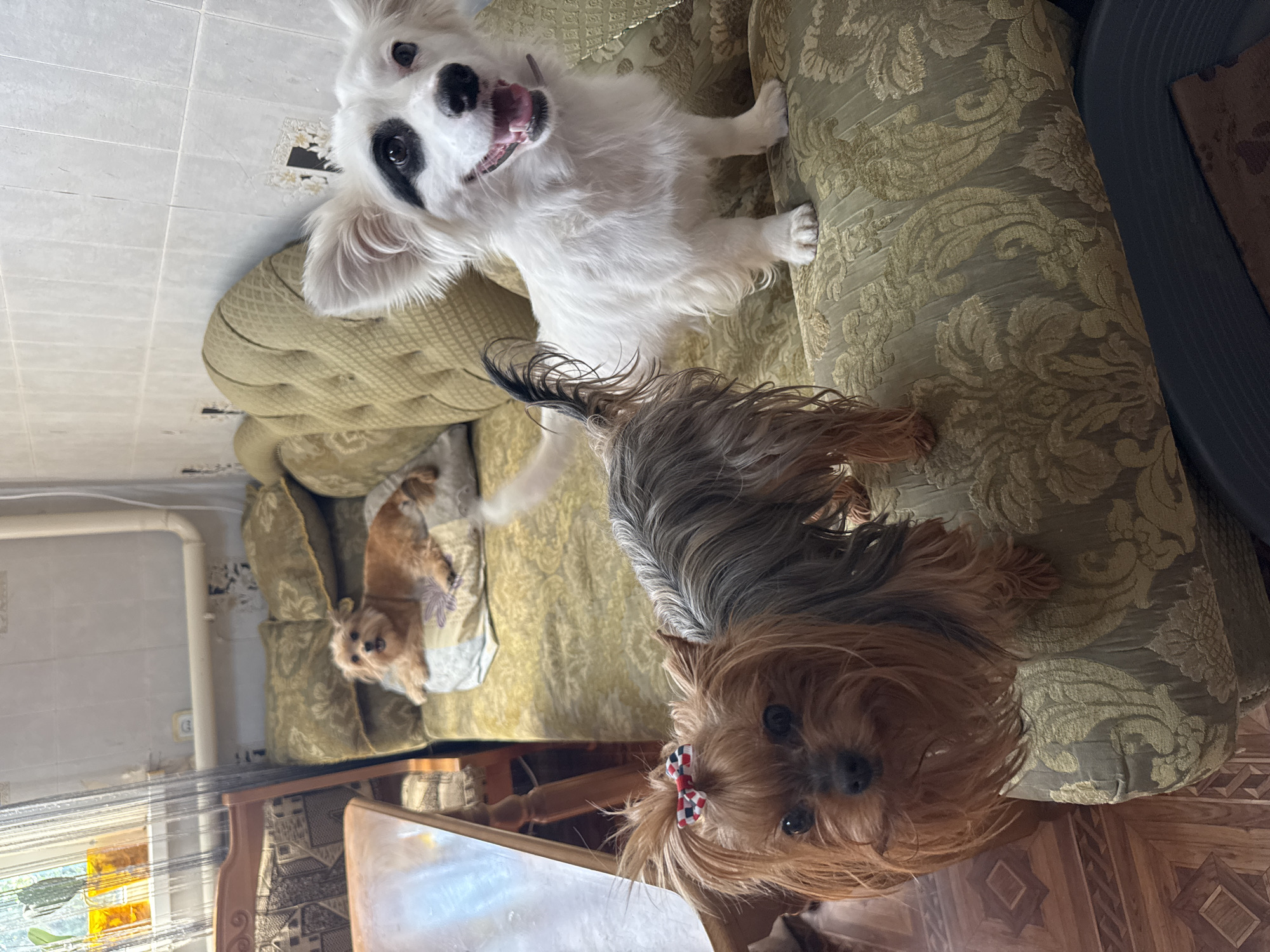 The image depicts an indoor scene, likely a living room, with three dogs. In the foreground, a Yorkshire Terrier with a red, white, and blue bow on its head is positioned on the armrest of a vintage, olive-green sofa. To the right and slightly behind the Yorkshire Terrier, a white dog with black markings around its eyes is standing on the sofa, looking towards the viewer with its mouth open. In the background, another light-brown dog is lying down on the same sofa. The sofa is upholstered with a patterned fabric. To the left of the sofa, a wooden table with a reflective surface is visible. A window with a curtain is present in the upper left corner of the image, and a tiled wall is visible in the background. The overall environment suggests a domestic setting. The location is identified as Fastovetskaya, Russia.