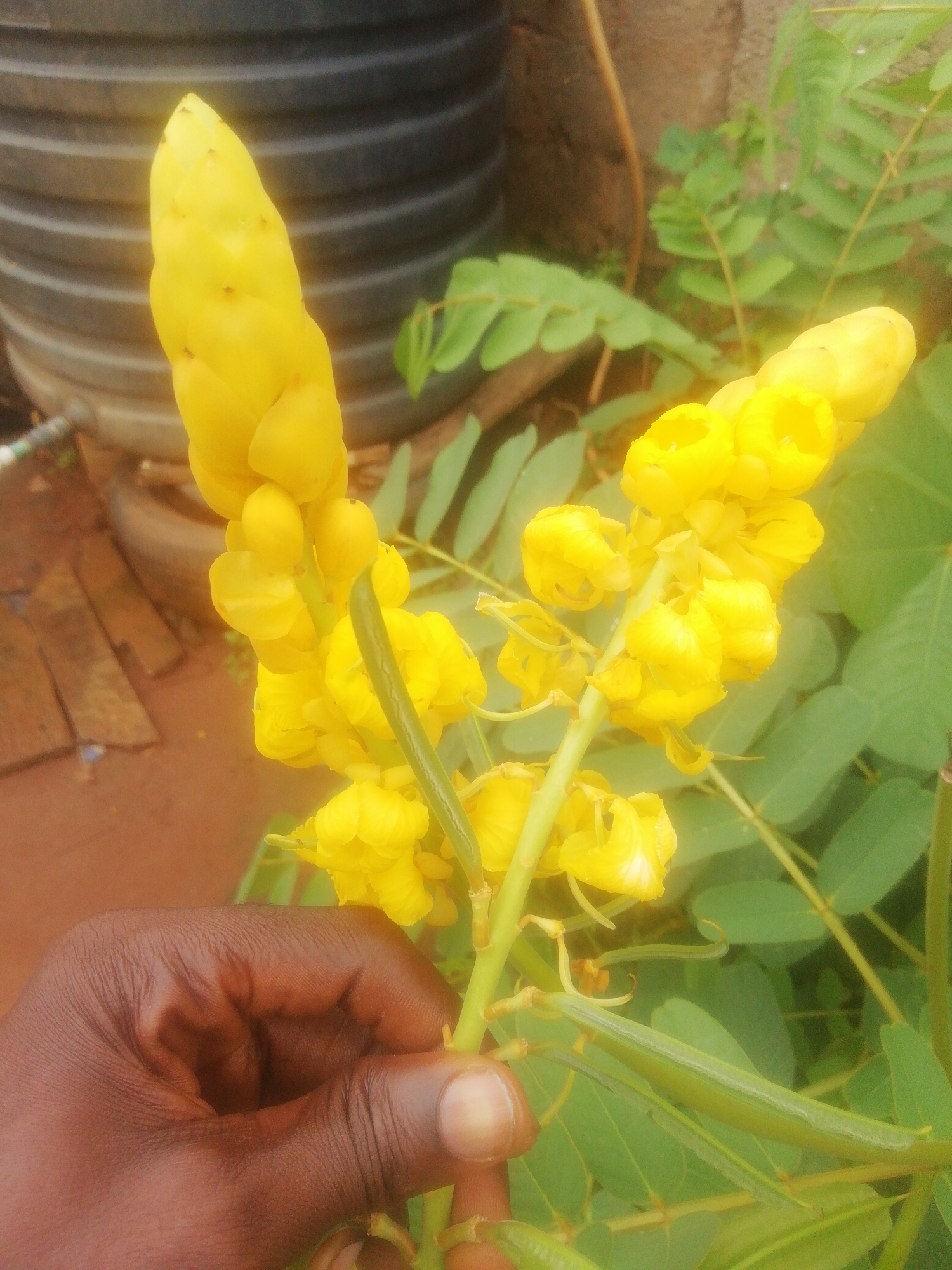 A close-up shot features a hand holding a vibrant yellow candelabra bush (Senna alata) in Ikorodu, Nigeria. The plant has flowering spikes and green seed pods. The background includes a black plastic water storage tank, tires, wooden planks, and other green foliage, suggesting a backyard or garden setting. The hand holding the plant is dark-skinned.