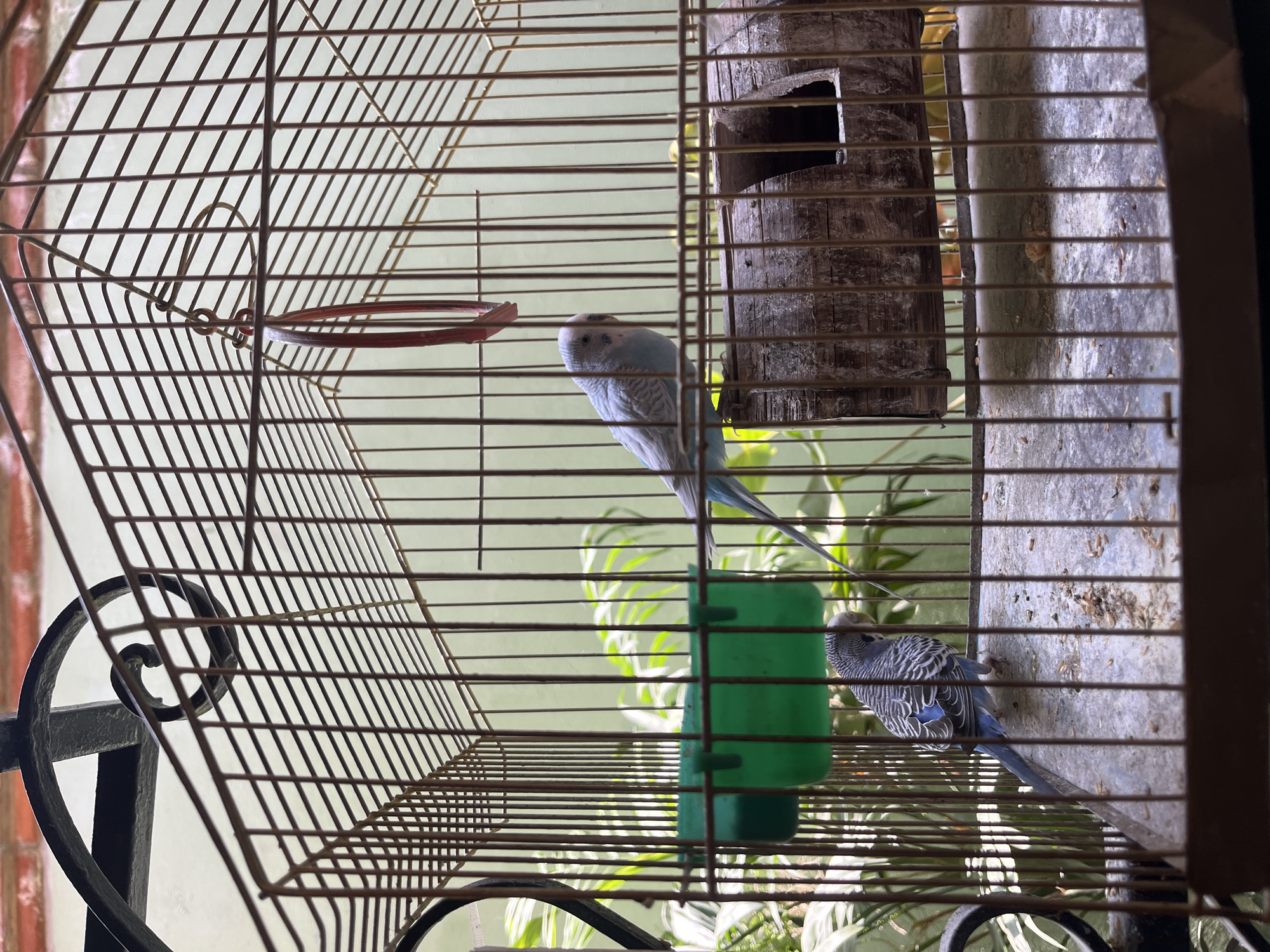 Two budgerigar parrots reside in a wire cage. One is perched near a log-shaped birdhouse, while the other is near a green water container. The cage appears to be in a home or building in Puebla, Mexico.