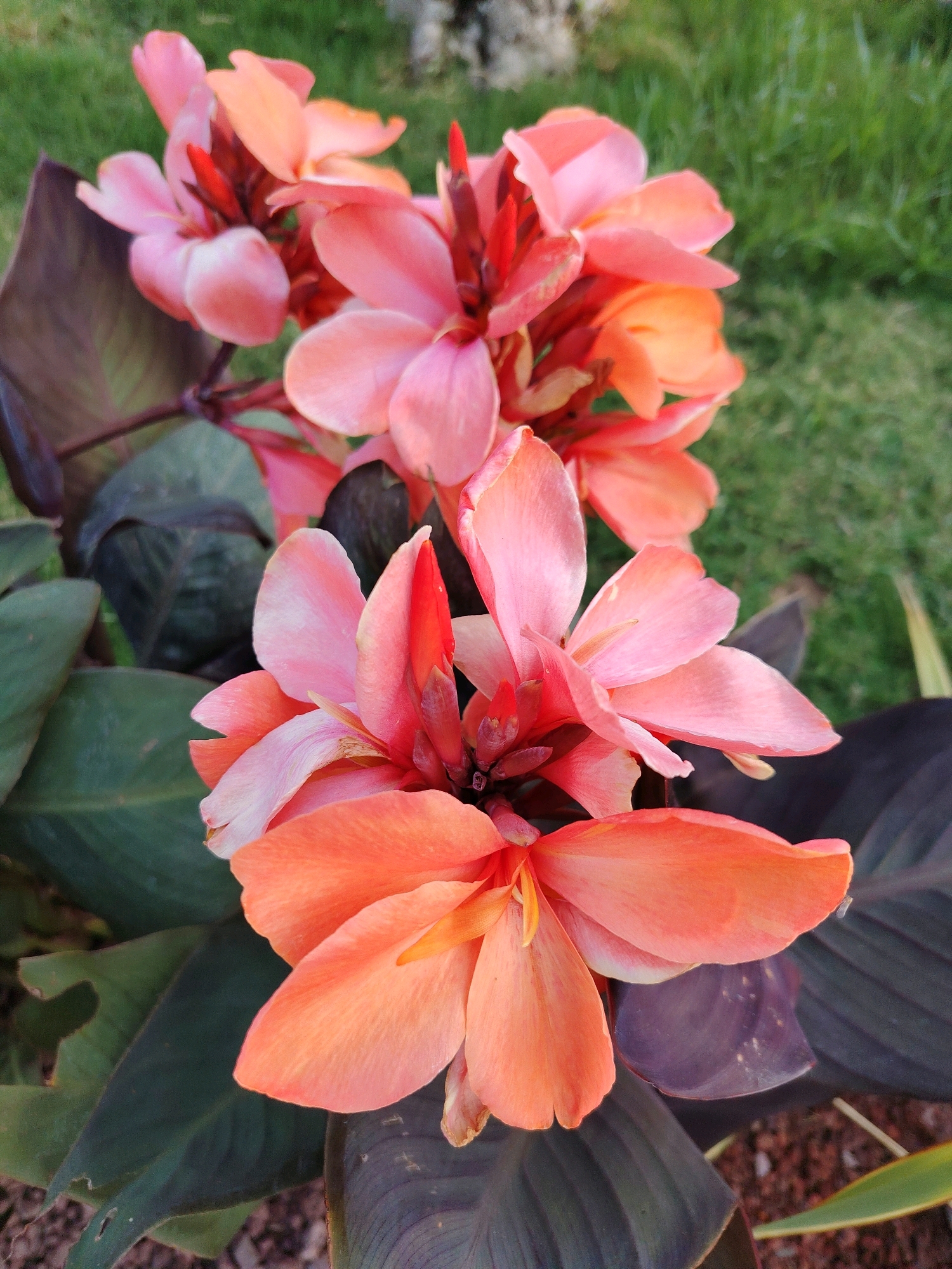 A close-up, low-angle shot focuses on a cluster of vibrant orange and pink canna lily flowers in bloom. The petals are soft and textured, with some showing hints of a lighter pink or cream. The stamens are visible in the center of the flowers, a reddish-orange color. The leaves of the plant are a deep, dark green-purple, providing a strong contrast to the bright blooms. The background is softly blurred, showing green grass and hints of soil. The scene appears to be outdoors, likely in a garden or park setting. The image does not contain any specific landmarks or indications that it was taken in Konyaaltı, Turkey. There are no people or animals present. The lighting suggests it is daytime, with natural light illuminating the flowers.