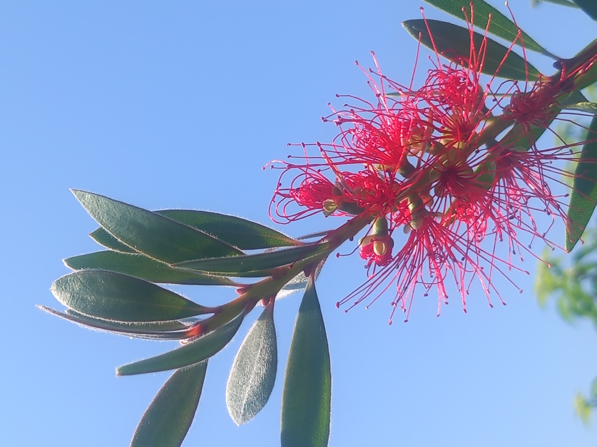 A close-up, eye-level, vertical shot captures a flowering branch of a bottlebrush plant against a clear blue sky. The branch extends from the lower left to the upper right of the frame, with several oblong, deep green leaves. The leaves are textured with fine, light-colored hairs along their edges and surfaces. At the upper right of the branch, a cluster of bright red bottlebrush flowers is in full bloom. The flowers are composed of numerous thin, delicate stamens, each tipped with a small, dark anther, giving them a spiky, bottlebrush-like appearance. Some small, green buds are also visible within the flower cluster. The background is a uniform, cloudless blue sky. In the bottom portion of the image, slightly out of focus, are hints of other green foliage, suggesting the presence of other plants. The lighting suggests a bright, sunny day.