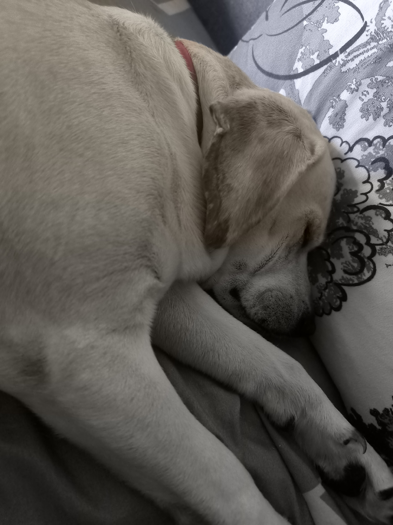 The image shows a light-colored dog sleeping on a bed. The dog is curled up, with its head resting on a pillow. The dog is wearing a red collar. The background is a blurred floral pattern on the pillow and a gray blanket. The image does not contain any information about the location in the city of Ciorescu, Moldova.