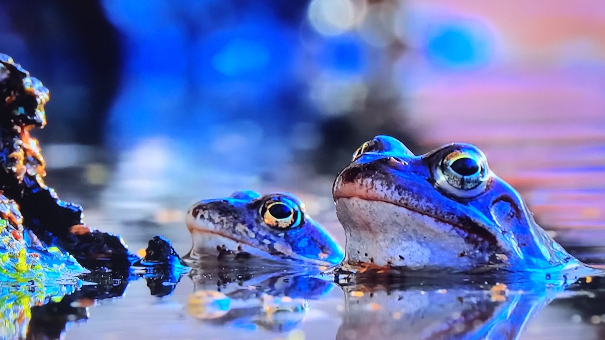 The image features two frogs partially submerged in water. One frog is positioned slightly behind and to the left of the other. A dark, textured object is visible to the left of the frame. The water reflects the frogs and surrounding light. The background is blurred with shades of blue and hints of other colors. There's no evidence to suggest the location is Yerevan, Armenia.