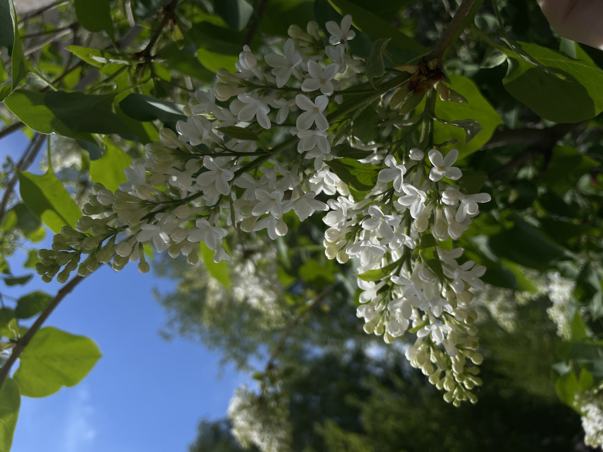 The image shows clusters of white lilac flowers hanging from a branch. Green leaves are visible amidst the flowers and surrounding branches. The background includes a blue sky and blurred green foliage, suggesting an outdoor setting. The city of Izhevsk, Russia is not identifiable in this image.