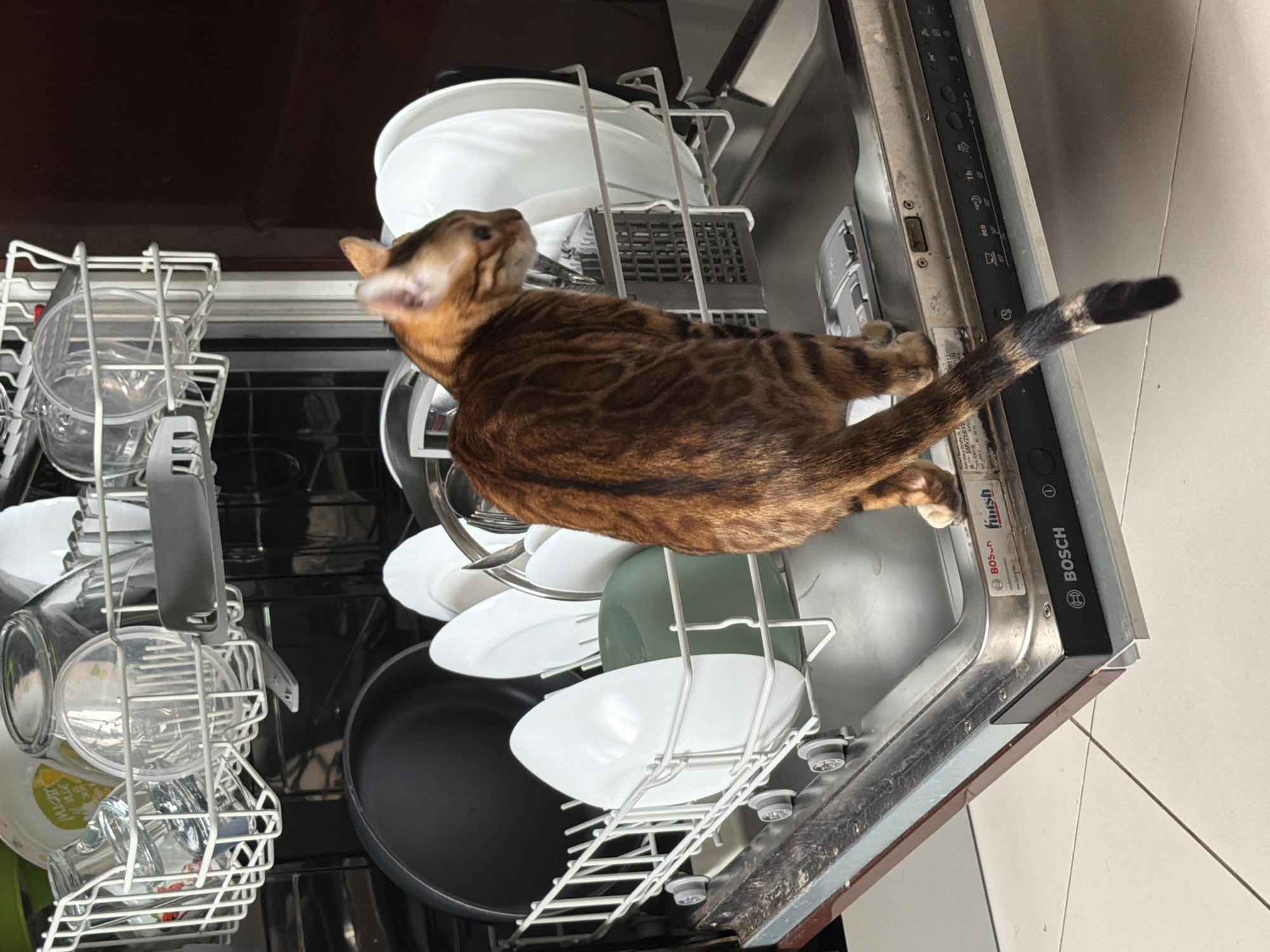 A brown Bengal cat, identifiable by its distinctive rosette patterns and stripes, is captured standing on the partially open door of a dishwasher. The cat has a ringed tail with a dark tip and is looking upwards and to the left, away from the camera, seemingly exploring the appliance.
The dishwasher, a Bosch model, is loaded with various dishes across its two racks. The upper rack holds several clear glasses and possibly some utensils, while the lower rack contains multiple white plates, green bowls, and a black pan. The dishes appear clean or ready for washing.
Visible on the inner edge of the dishwasher door are the "BOSCH" logo and "finish" branding, indicating a detergent product. Control buttons and text include "eco", "1h", and "60°", likely pertaining to wash cycles. A partially obscured label with "SMV" followed by numbers is also present. On a clear cup in the upper rack, the Russian text "для детей!" (meaning "for children!") is visible.
The scene takes place in a kitchen, suggested by the dishwasher and tiled floor visible to the right. The lighting is bright, indicating daytime. The cat exhibits a curious demeanor as it investigates the interior of the open dishwasher. The image is taken from a slightly elevated, oblique angle, looking down into the appliance.