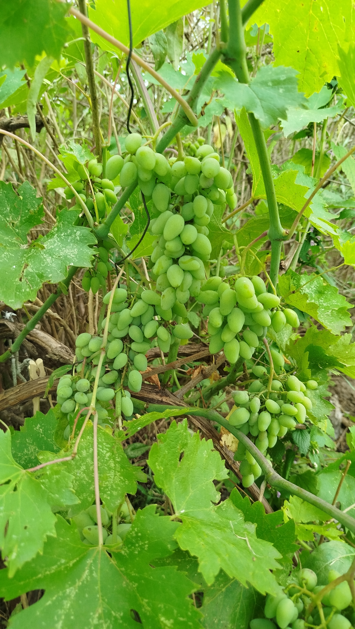 A close-up, eye-level shot shows several clusters of unripe green grapes hanging from a vine. The grapes are oval-shaped and appear to be of a seedless variety. The vine is supported by thicker branches and tendrils, and is intertwined with several large, green grape leaves. Some of the leaves have white spots on them. The background is a blur of green foliage and brown branches, suggesting an outdoor setting in a garden or vineyard. The lighting is natural and diffused, indicating it could be daytime. The image does not contain any people, animals, or buildings. It is a detailed, static depiction of a portion of a grape-producing plant.