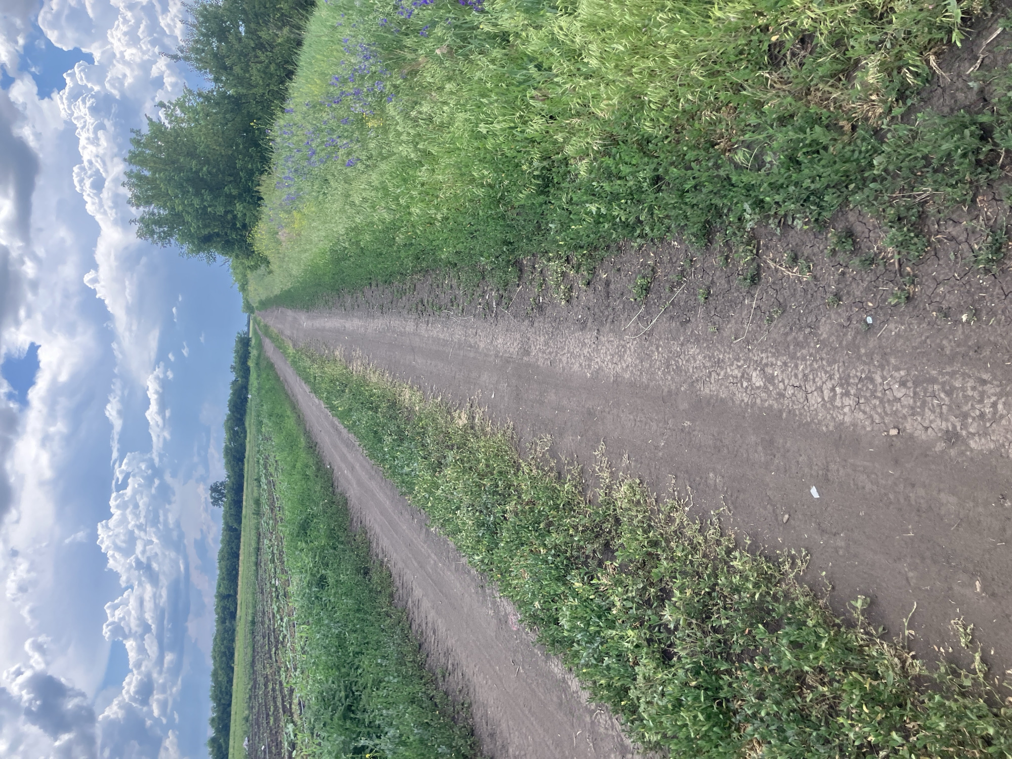 The image depicts a dirt road flanked by fields and vegetation. On the left side of the road, a cultivated field with rows of plants stretches into the distance, bordered by a line of trees and shrubs. On the right side of the road, tall green grass and scattered small purple flowers grow, with a denser line of trees and bushes further back. The sky above is partly cloudy, with large, fluffy white clouds against a blue sky. The overall scene suggests a rural or semi-rural environment, likely in the outskirts of Berdianka, Ukraine. There are no people or visible signs of activity in the image. The road appears to be a two-track dirt path, worn down by use.