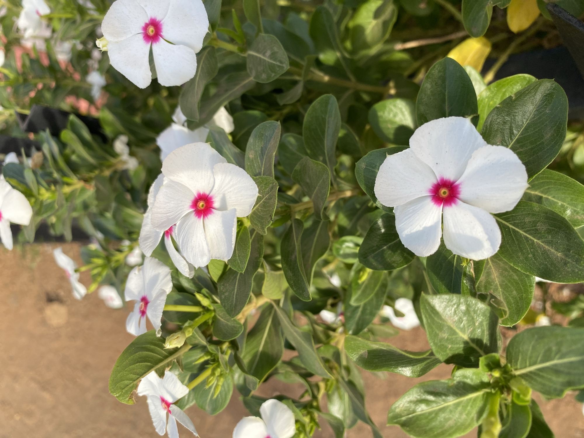 The image depicts a close-up view of a cluster of white flowers with red centers, surrounded by green leaves. The flowers are Catharanthus roseus, commonly known as Madagascar Periwinkle. The location is in the city of Bukuru, Nigeria. The foreground is slightly out of focus. The background is a mix of green leaves and a light brown surface, possibly the ground. No people or interactions are visible.