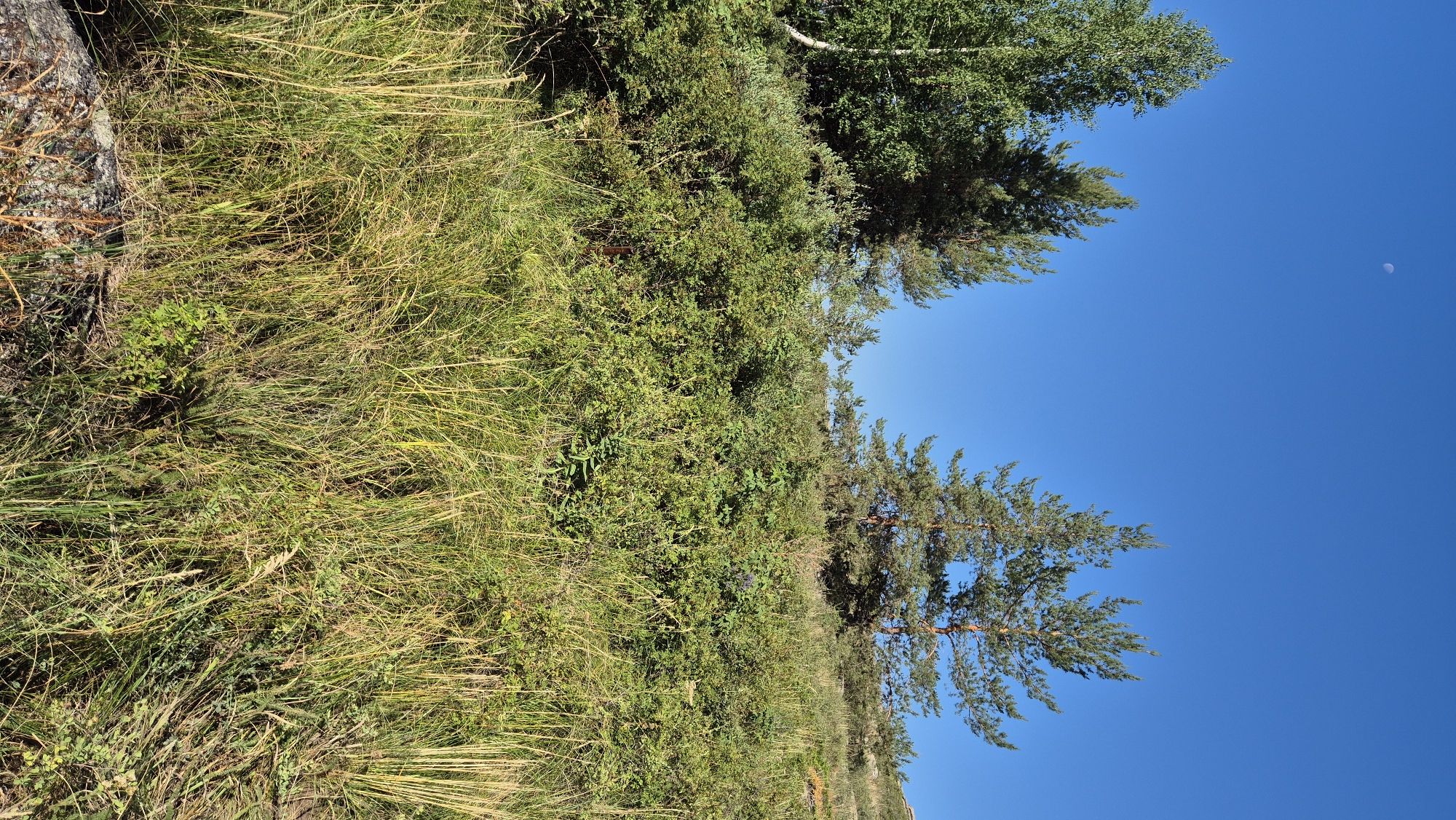 A photograph of a natural landscape features a clear, bright blue sky with a small, pale moon visible in the upper left quadrant. In the middle ground, a dense growth of green bushes and tall grasses covers a sloping hill. Several trees, including what appear to be pine trees and a birch tree with white bark, rise above the brush, with their tops reaching into the sky. The foreground is dominated by a thick carpet of dry, golden-yellow grass, with a large, grey rock partially visible on the lower left. The scene is set in an outdoor environment, likely a hilly or mountainous region, with a sense of untouched nature. The location is specified as Jaña Būqtyrma, Kazakhstan.