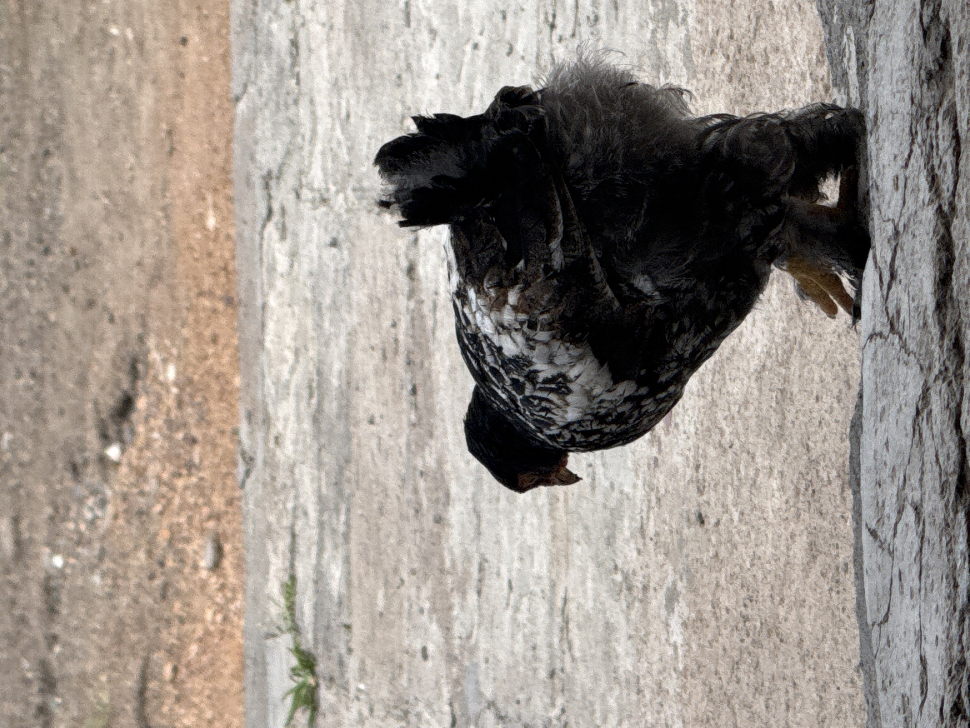 A black and white chicken with feathered legs stands on a cracked stone surface. The chicken is facing to the left, with its head down. The background is a blurred mix of brown and gray earth. The image appears to be taken outdoors, possibly in a rural or semi-rural setting. There is no indication of the location being the city of Kosh, Armenia.