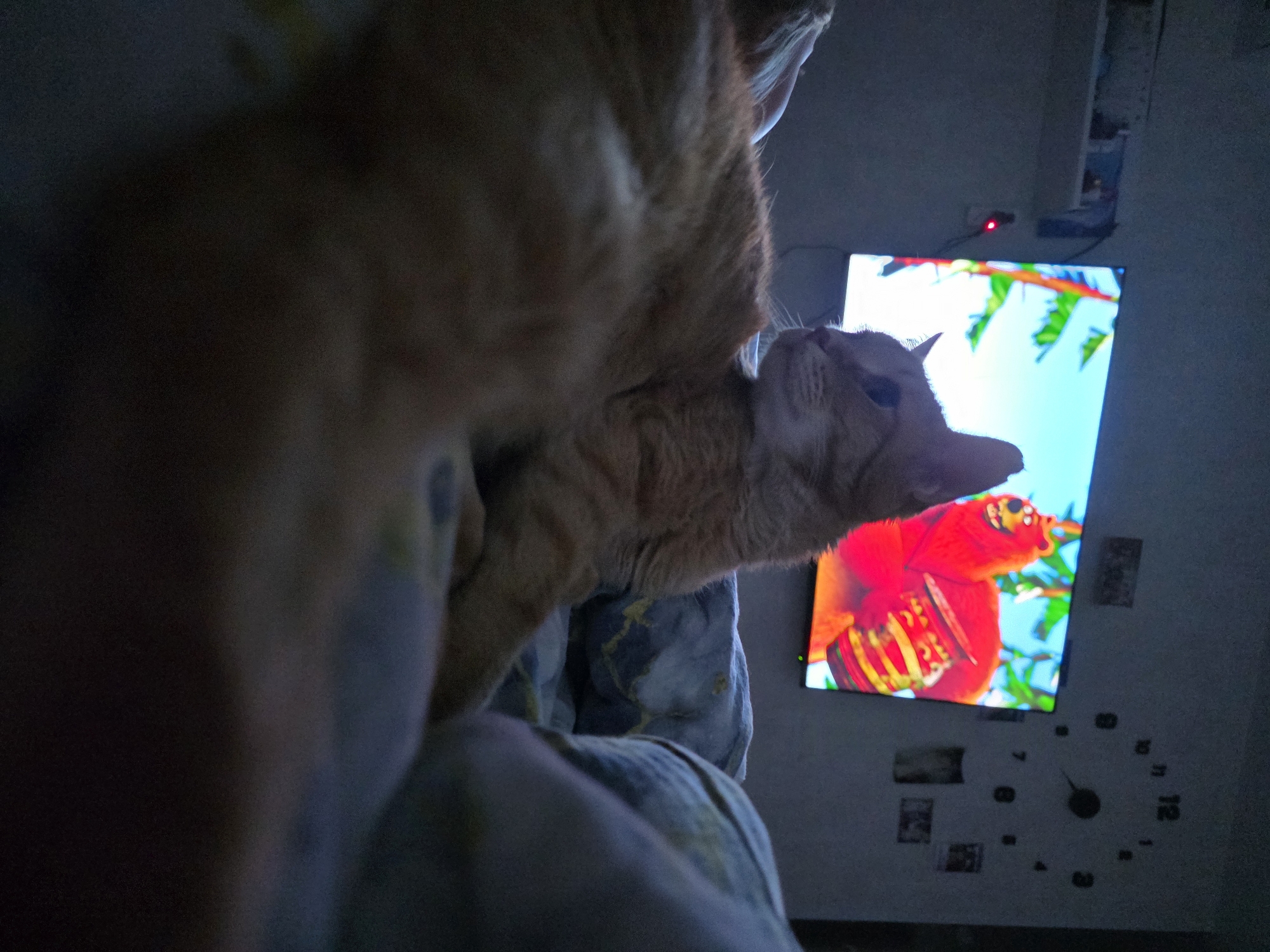 A close-up, slightly low-angle shot shows two ginger tabby cats indoors in Chaikovsky, Russia. One cat is nestled on top of the other, positioned towards the right side of the frame. Both cats have their bodies in view, with only the front of the cat at the very front of the shot visible. The background reveals a television screen displaying a vibrant image of a red bird in a tropical setting. Mounted on the wall near the television is a decorative clock, and a red light indicates that the television is on. The bedding beneath the cats is patterned.
