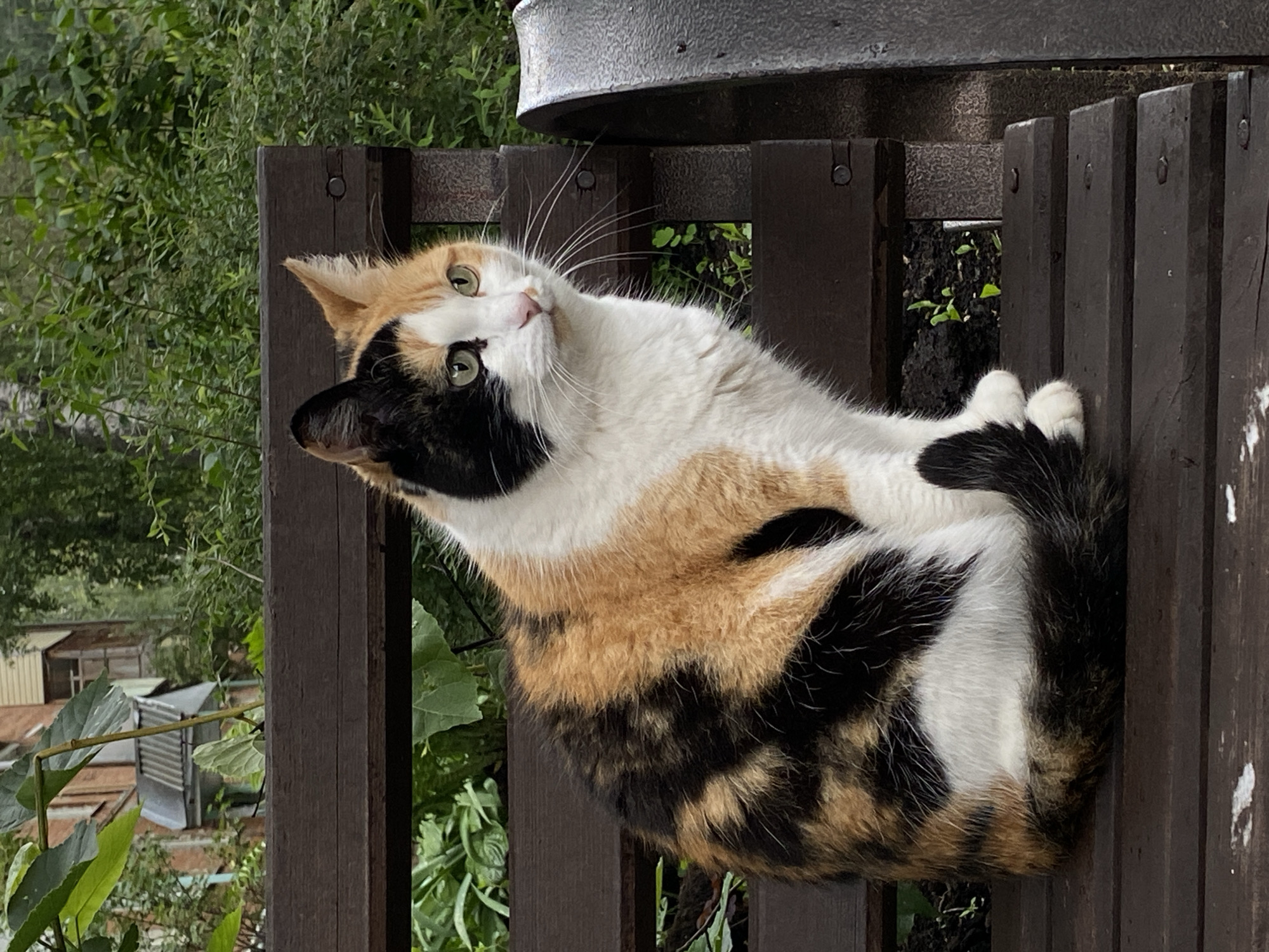 A calico cat is resting on a wooden fence outdoors. The cat is curled up, with its body spanning across several vertical wooden slats of the fence. Its fur displays the characteristic patches of white, black, and orange. The cat's head is turned upwards and to the left, with its green eyes looking in that direction. Long white whiskers are prominent. The background consists of lush green foliage, with some buildings and structures visible further in the distance through the greenery, suggesting a residential or semi-rural setting. The lighting suggests it is daytime, possibly overcast given the diffused light. The cat appears relaxed. No text is visible in the image.