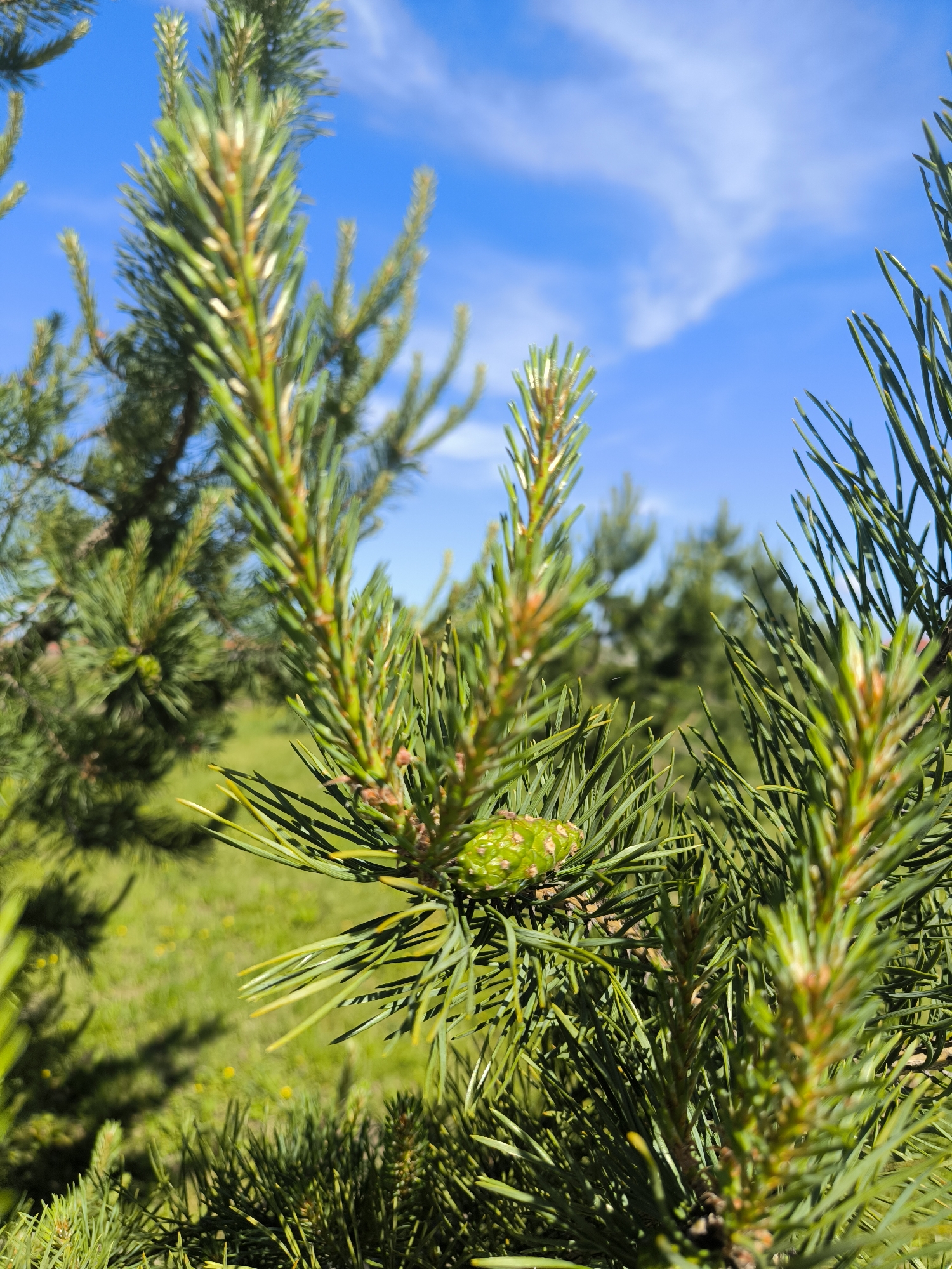 The image is a close-up of pine branches against a bright blue sky with scattered clouds. The foreground is dominated by the sharp green needles of the pine tree, with a small, young pine cone visible on one of the branches on the left. The background is softly blurred, showing more pine trees and a patch of green grass, suggesting an outdoor setting in a park or natural area. The lighting indicates a sunny day. There are no people or specific man-made structures visible to suggest it is within the city of Laskino, Russia.