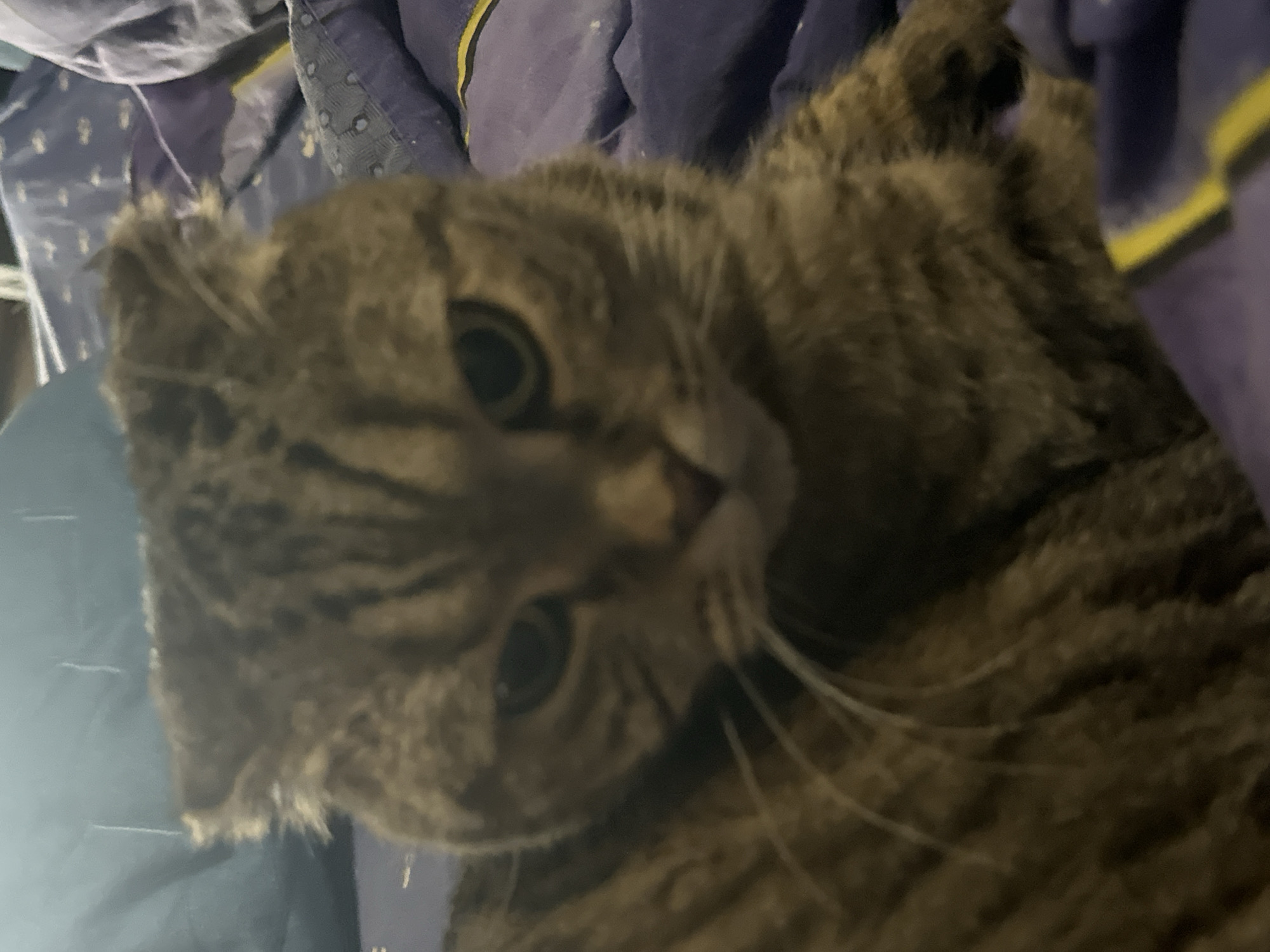 The image shows a close-up of a tabby cat with folded ears resting on a purple blanket. The cat's fur is a mix of brown, black, and tan stripes. Its eyes are green and are looking directly at the camera. The cat's face is partially obscured by its fur. The background is blurred, but it appears to be an indoor setting with more blankets. The location is not specified in the image or context provided.