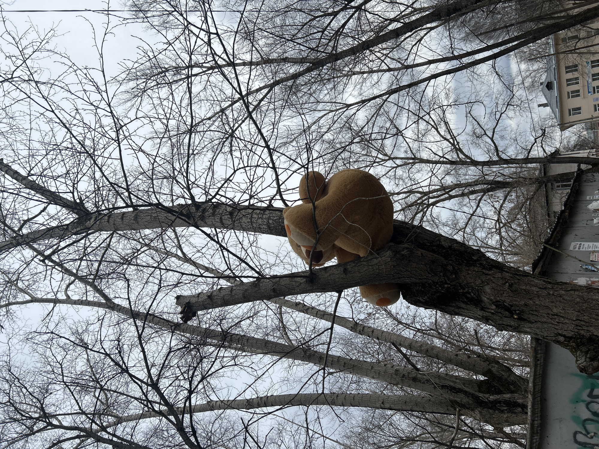 The image, captured in Chaikovsky, Russia, presents a large, light brown plush toy nestled high within the bare branches of a deciduous tree. The toy, resembling a bear or similar animal, is viewed from behind, positioned securely in the fork of a thick, horizontal branch. Its rounded head or ears and two distinct feet or paws are visible. The sky is uniformly overcast and light grey, indicating either winter or late autumn, as the trees are devoid of leaves, creating a dense network of dark, intricate branches against the pale backdrop.
In the background, a multi-story building with numerous rectangular windows is visible, suggesting an urban or suburban setting. A blue sign with faint, unreadable white text is attached to the building's exterior. Lower down, below the main tree trunk, a dark surface, possibly a wall or fence, displays green graffiti that appears to include letters like "SOS". The photograph is taken from a low angle, looking upwards through the tree canopy towards the sky and distant structures. No people are visible, and the scene conveys a quiet, somewhat enigmatic atmosphere, with the plush toy seemingly lost or intentionally placed in its elevated position.