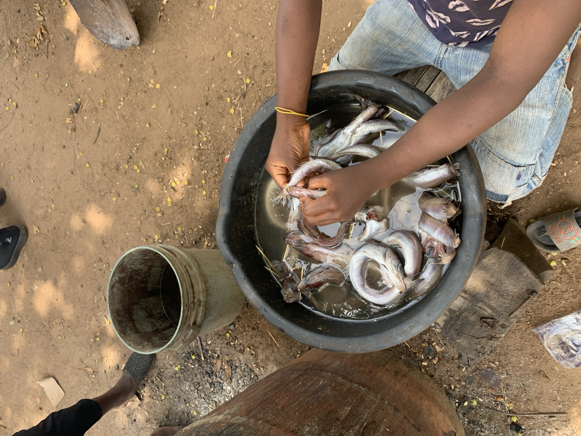 A high-angle shot captures an individual cleaning fish in Ilorin, Nigeria. The person is sitting, with their arms extended over a large black bowl filled with water and several fish. They are wearing jeans and a patterned shirt, and a yellow bracelet is visible on their left wrist. Their hands are actively cleaning one of the fish. The bowl contains numerous fish, some pierced with sticks. Surrounding the bowl, on the ground, are a gray bucket, a wooden block, and assorted footwear including a black shoe, a gray textured shoe, and a Gucci slide. The ground is earthen, scattered with small yellow seeds or debris.
