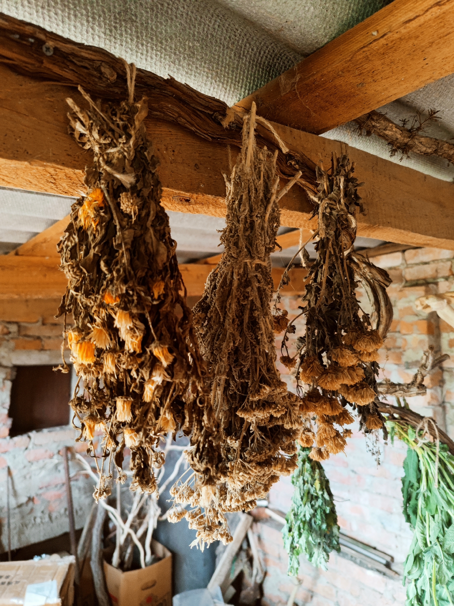 Three bundles of dried flowers and herbs are hanging from a wooden beam in what appears to be a shed or unfinished room. The bundles are tied with twine. The leftmost bundle contains some flowers that retain a slight orange color. The middle bundle is primarily brown. The rightmost bundle contains some green herbs. In the background, a brick wall is visible, along with a corrugated roof. A cardboard box sits on the floor below the bundles. There are no indications of the location of the city of Yubileyny, Russia.
