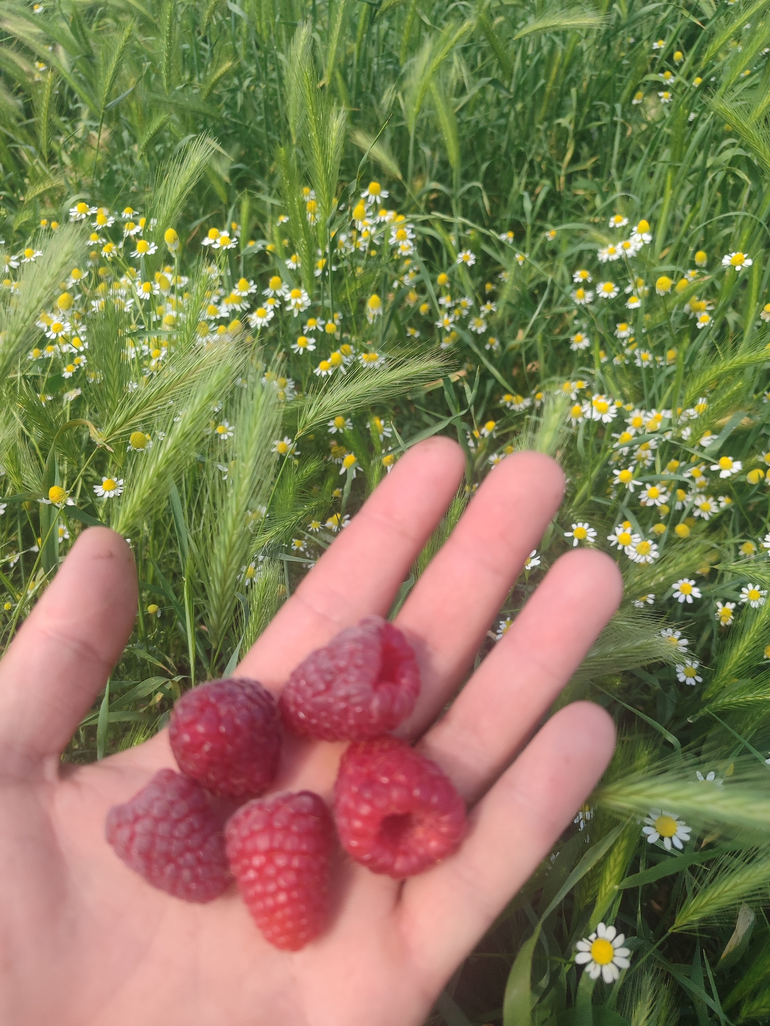A person's open hand is held towards the camera, displaying five ripe raspberries. The hand is lightly cupped, and the raspberries are nestled within it. The background is a vibrant field of green grass and small white wildflowers with yellow centers, possibly chamomile, which are blurry and out of focus. Some taller green stalks with seed heads are also prominent in the background, interspersed with the smaller flowers. The lighting suggests it is daytime, possibly late afternoon given the soft light. The overall scene evokes a sense of nature and simple pleasures. There is no visible text in the image.