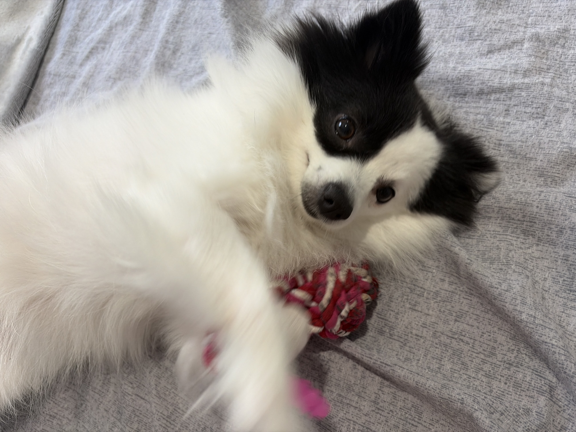 A black and white fluffy dog is lying on a grey textured surface, possibly a bed or couch, in Stara Zagora, Bulgaria. The dog is partially blurred due to motion, suggesting it is playing or moving. One of its paws is raised and blurred, holding a pink and red braided toy. The dog's head is tilted, with one eye clearly visible, a dark pupil within a brown iris, and a black patch of fur covering part of its face. The background is a uniformly grey, wrinkled fabric.