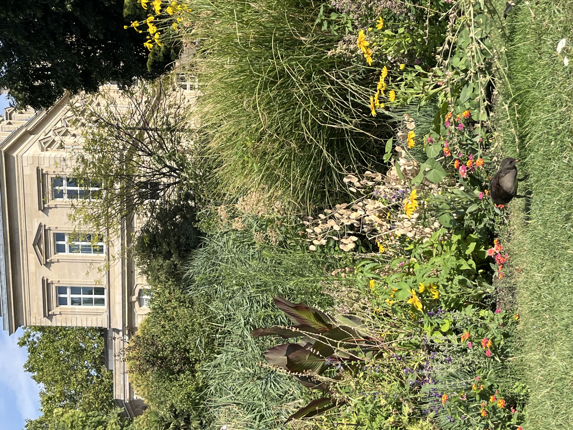 This is a photograph taken in the Jardin du Luxembourg in Paris, France. In the foreground, a young black bird with a red beak is walking on a manicured lawn. Behind the bird, a dense flowerbed features a variety of colorful blooms, including yellow daisies, pink and orange Lantana, and purple Salvia. Tall green grasses and reeds are visible in the midground, with a stately, pale stone building with classical architectural elements, including multiple windows and decorative cornices, rising in the background. Lush green trees surround the building and fill the upper portion of the frame. The sky is a clear, light blue with scattered white clouds.