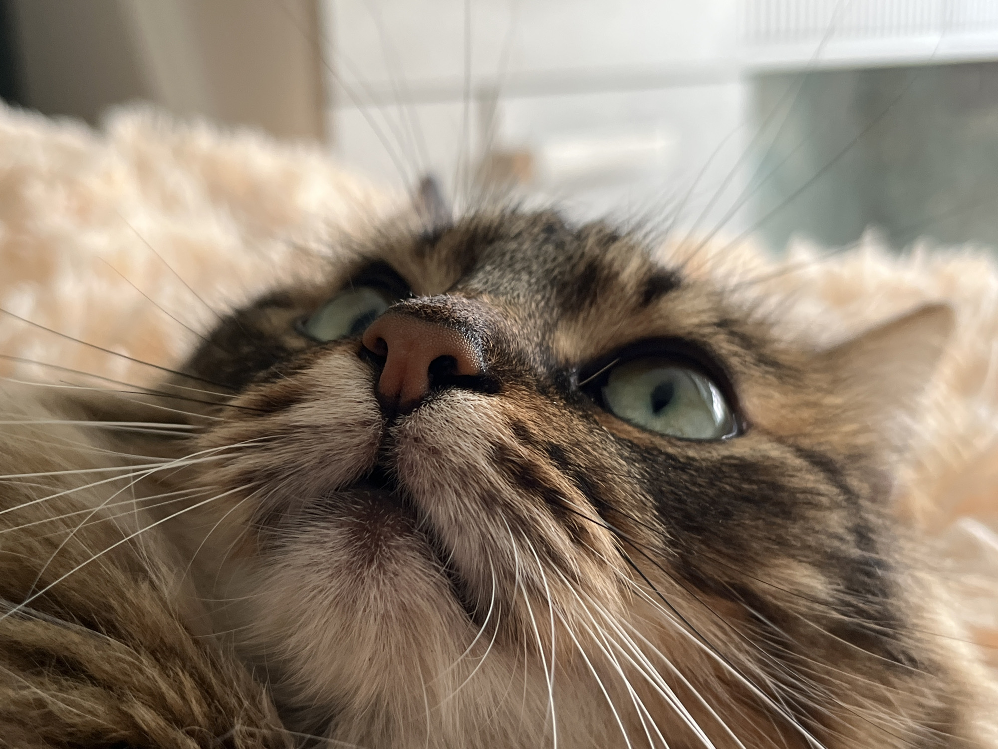 A close-up, low-angle shot focuses on a cat's face. The cat has green eyes and a brown and black striped coat. Its nose is pink and moist. Long white whiskers fan out from its muzzle. The cat appears to be lying on a soft, fluffy, light-colored surface, possibly a blanket or pillow. The background is blurred and out of focus, suggesting an indoor environment. The lighting is soft and natural.