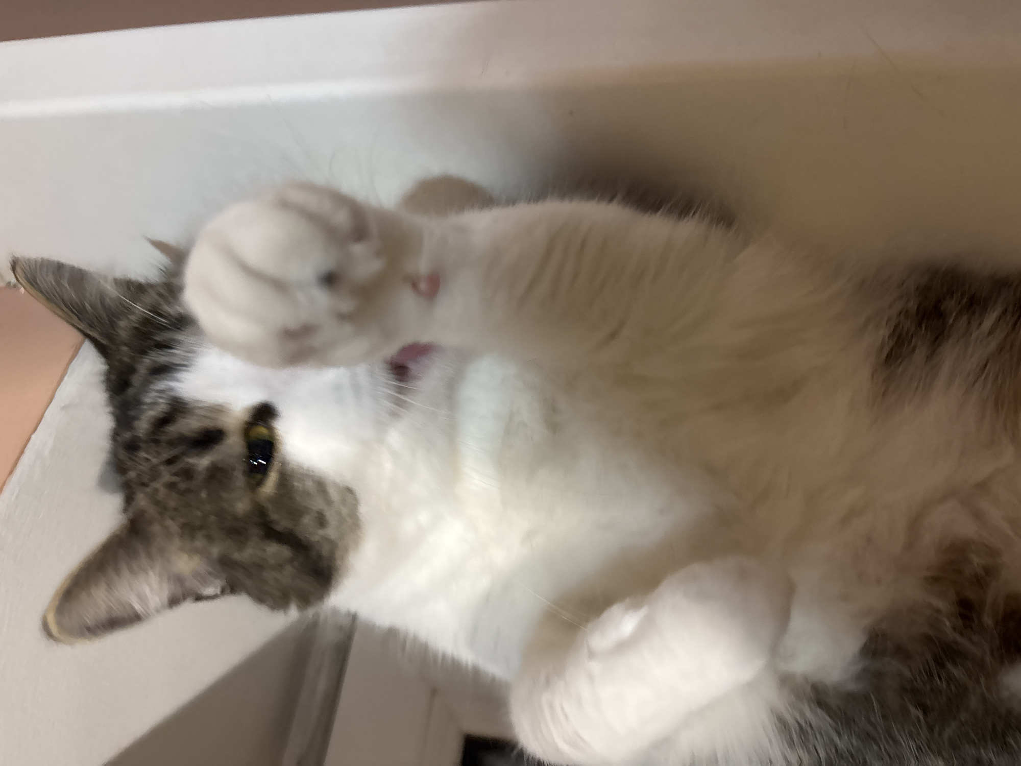 A domestic cat is lying on its back on a white ledge, possibly a windowsill. The cat has white fur with patches of grey and brown tabby markings on its head and back. Its front paws are raised, with one paw extended towards the camera. The cat's mouth is slightly open, and it appears to be playful or startled. The background is blurred, but suggests an indoor environment with a wall and possibly a window. The scene is located in Kapyĺ, Belarus.