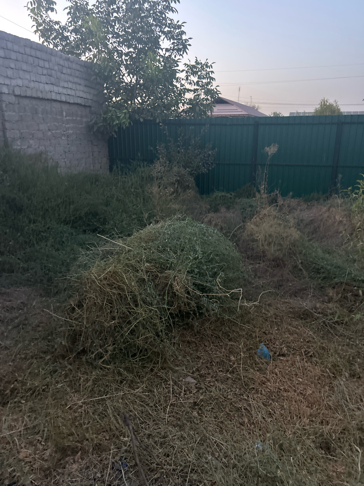 The image depicts a somewhat overgrown backyard or undeveloped lot in Akkurgan, Uzbekistan. A tall, green metal fence runs along the middle ground of the image, separating the foreground from the background. To the left of the fence, a brick wall is partially visible, extending from the left edge of the frame. A tree with dense foliage grows behind the brick wall and in front of the fence. The foreground and middle ground are covered in unkempt grass and piles of cut vegetation, suggesting recent yard work or neglect. A small blue plastic bag is visible amidst the dried grass in the lower right quadrant of the image. The sky is overcast, and the overall lighting suggests it is either early morning or late evening. No people or animals are present in the scene.