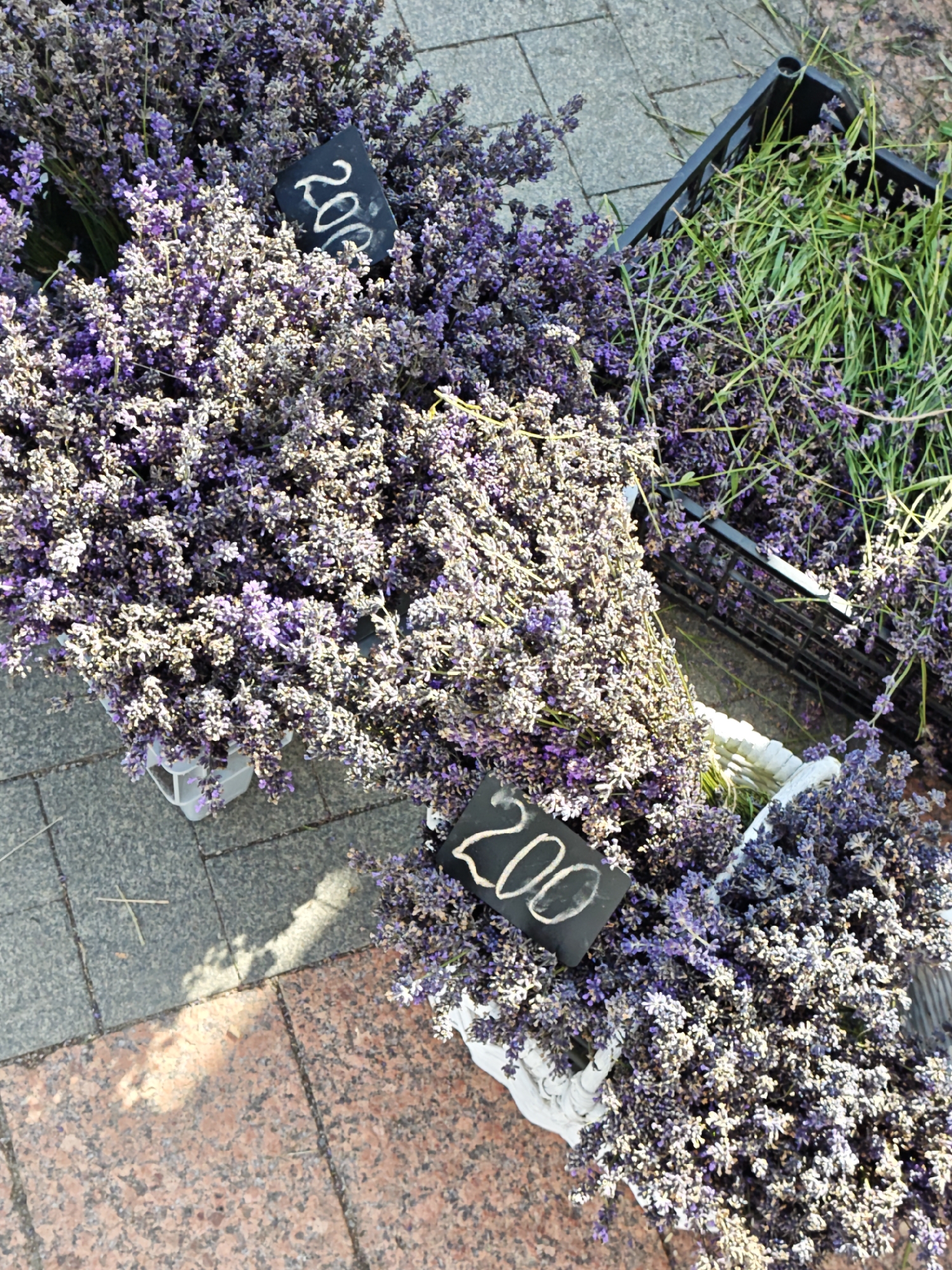 A street market scene in Vinnytsia, Ukraine, displays bunches of fresh lavender for sale. Two large bouquets of lavender are placed in white containers on a paved surface made of stone tiles. A black price tag with "200" written in white chalk is visible in front of one of the lavender bunches. To the right, a black plastic crate overflows with more lavender stems. The ground is a mix of grey and reddish-brown stone tiles, with shadows from overhead sunlight indicating it is daytime. No people are visible in the image.