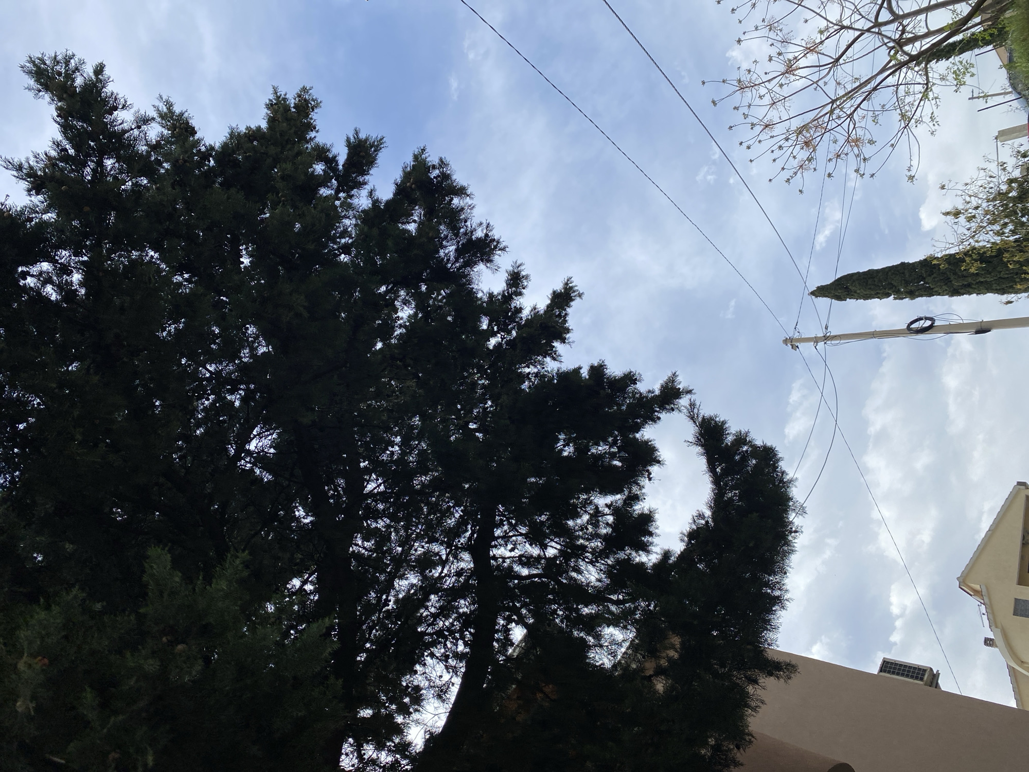 The image is taken looking upwards, showing a cloudy sky with branches of a large, dark green tree in the lower left, and telephone wires stretching across the sky. In the upper right, there are bare branches of a smaller tree and a tall, narrow cypress tree. A corner of a building, light beige in color with a visible air conditioning unit, is also in the lower right of the frame. Based on the architecture and vegetation, the location is likely in Budva, Montenegro. There are no people visible in the shot.