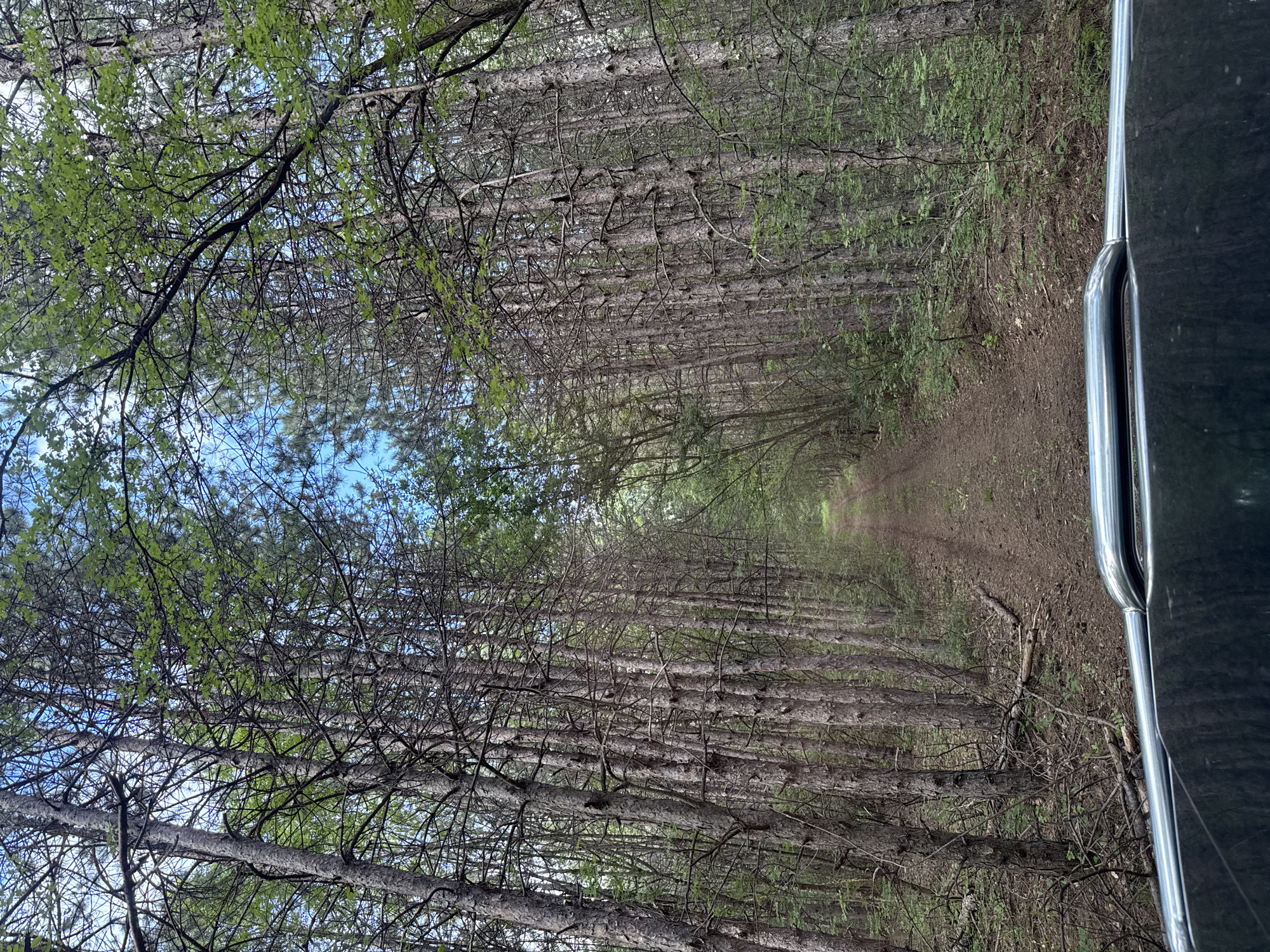 The image shows a dirt path running through a dense forest. Tall, slender trees line both sides of the path, their branches intertwining overhead. The sky is visible in patches through the canopy. The side of a dark-colored vehicle is partially visible on the right edge of the frame. It is not possible to confirm that this image was taken in Vladislav, Bulgaria.