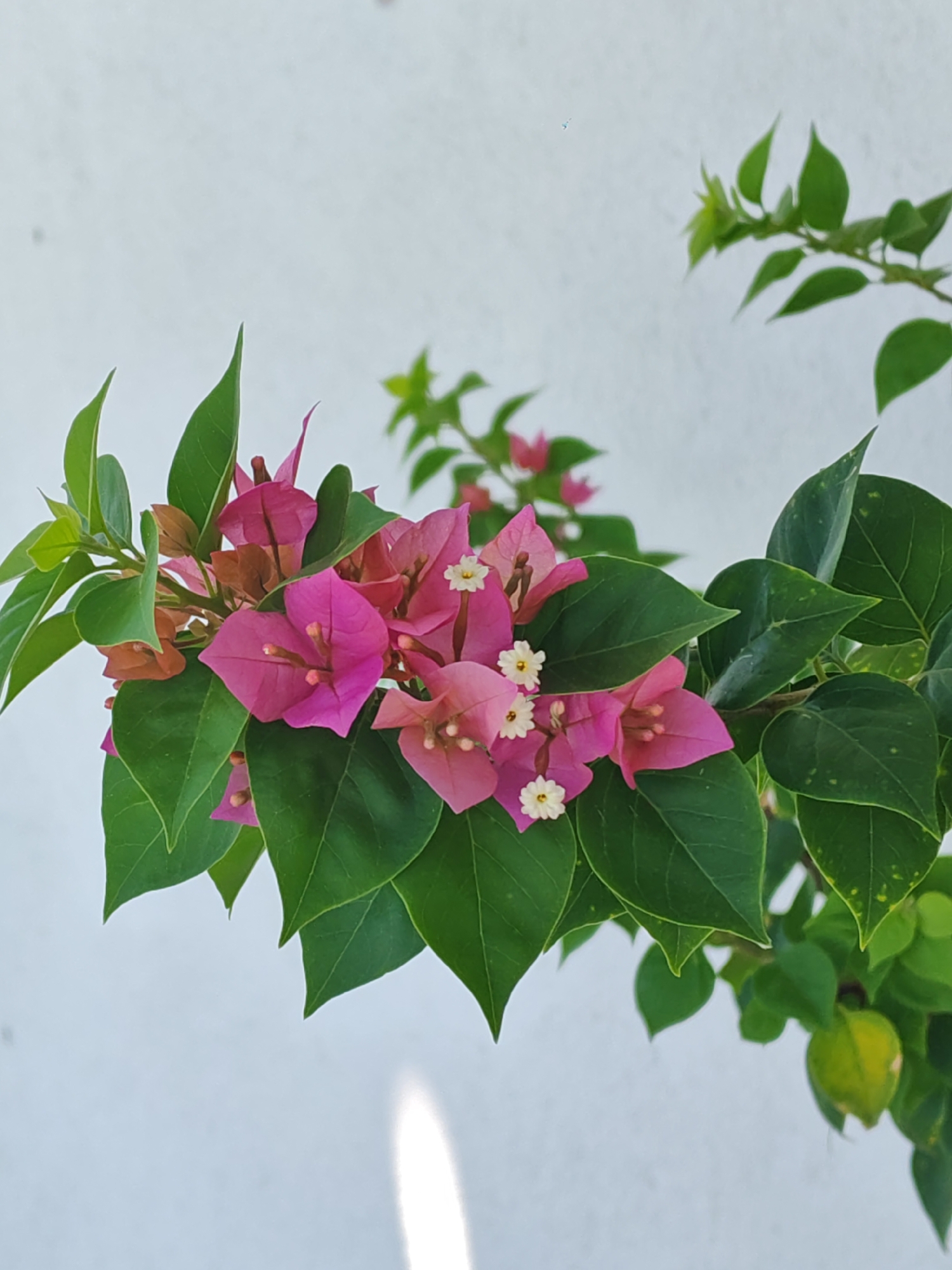 The image displays a close-up view of a bougainvillea branch with vibrant pink bracts and green leaves, set against a plain, light-colored wall. Several small, white flowers with yellow centers are visible among the bracts. The lighting suggests an outdoor setting, possibly during the day, with a soft shadow cast on the wall to the lower left. No people or specific landmarks in Đà Nẵng are identifiable within this frame.