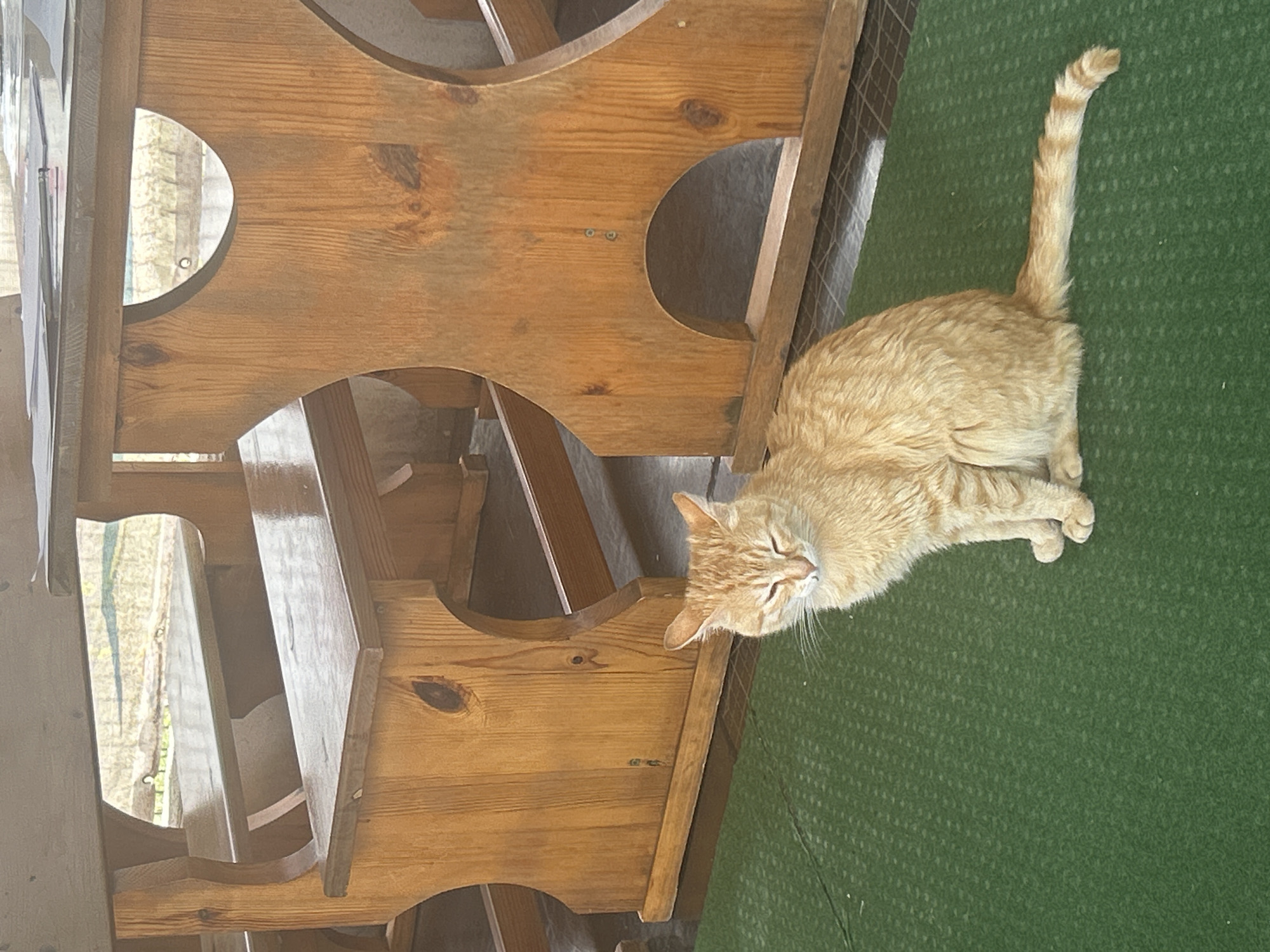 An orange tabby cat with its eyes mostly closed sits on a green textured surface. The cat is facing forward and slightly to the left. Behind the cat are large, wooden picnic tables with benches. The tables are light brown and appear to be made of unfinished wood. The environment appears to be outdoors or in a covered outdoor area, with some greenery visible in the background through the gaps in the tables. The overall scene is a snapshot of a common outdoor seating area where a cat is present.