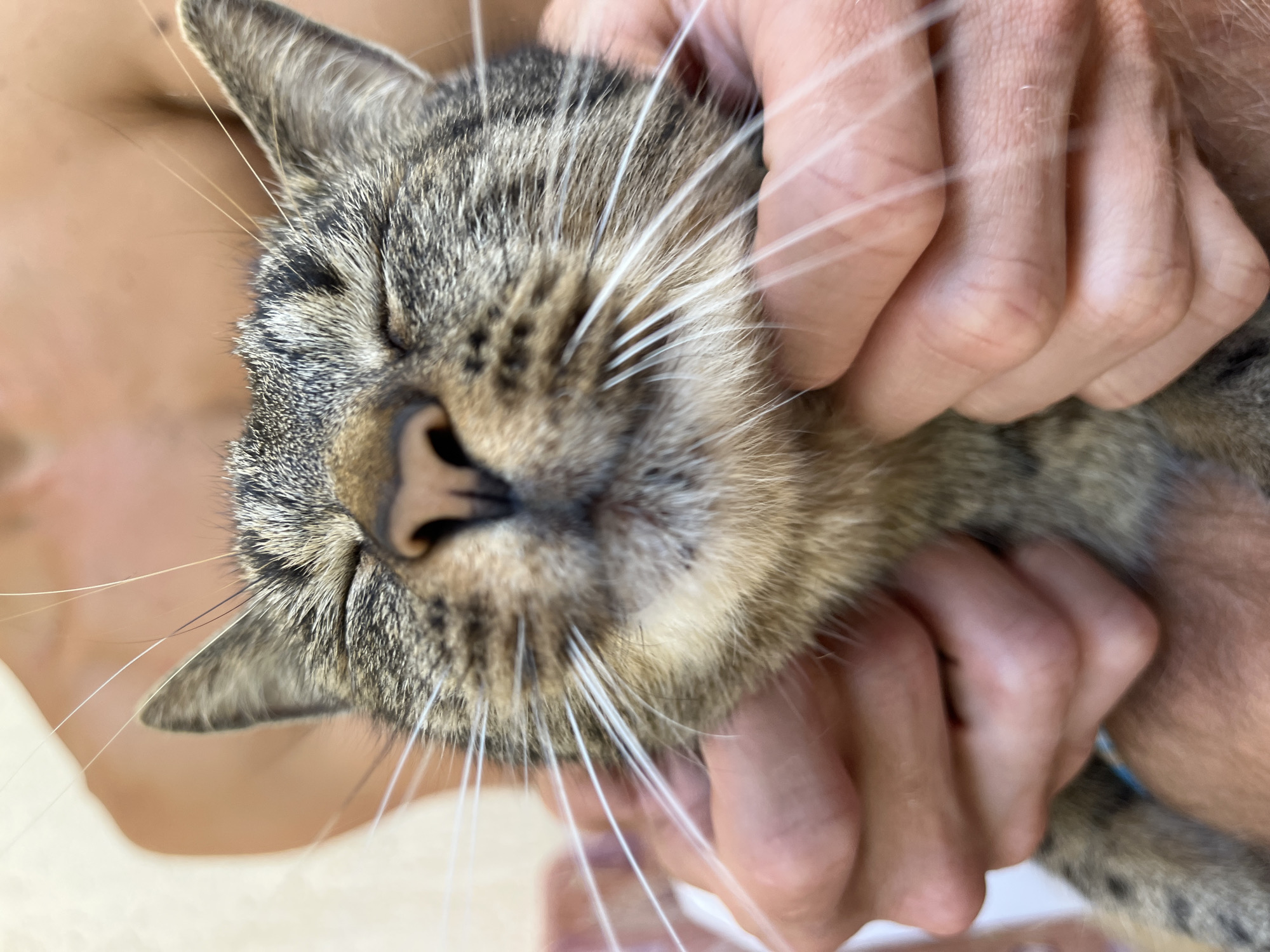 A close-up shot shows a tabby cat with its eyes closed, being gently held by human hands. The cat's whiskers are prominent and extend outwards. The background is blurred, showing the torso of a person. The scene appears to be outdoors, with soft lighting. The location is Šušanj, Montenegro.