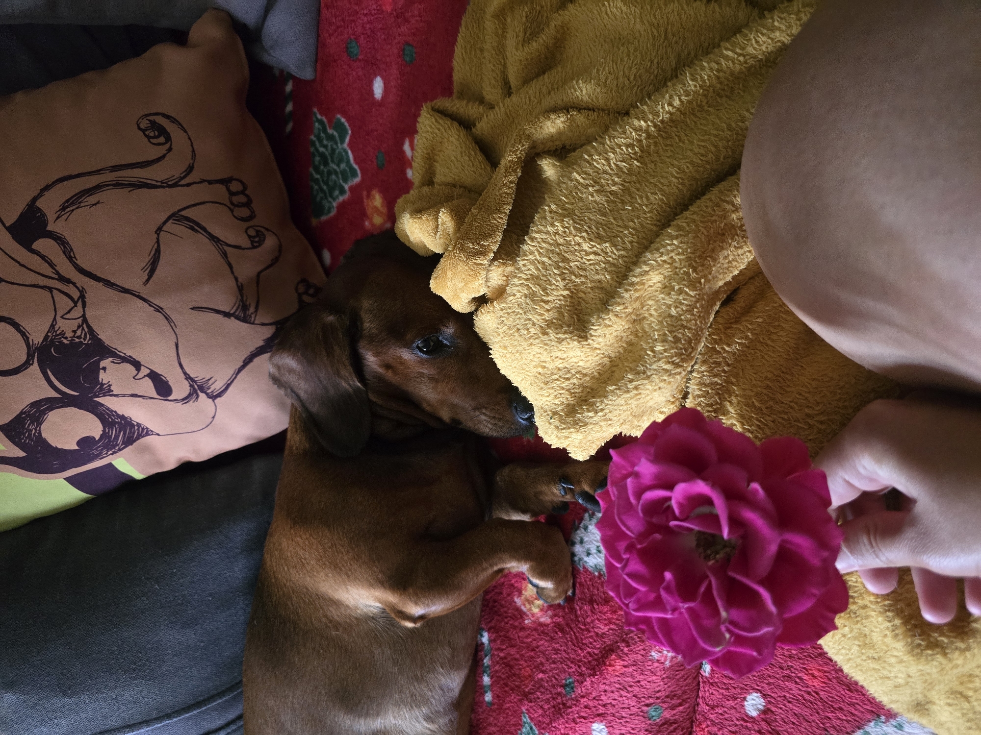 In Golyanovtsi, Bulgaria, a dachshund dog is sleeping on a red blanket with a pattern of Christmas trees. A person's hand is holding a pink rose in the foreground. A yellow towel is draped over the dog. In the background, a pillow with a drawing of an animal is visible.