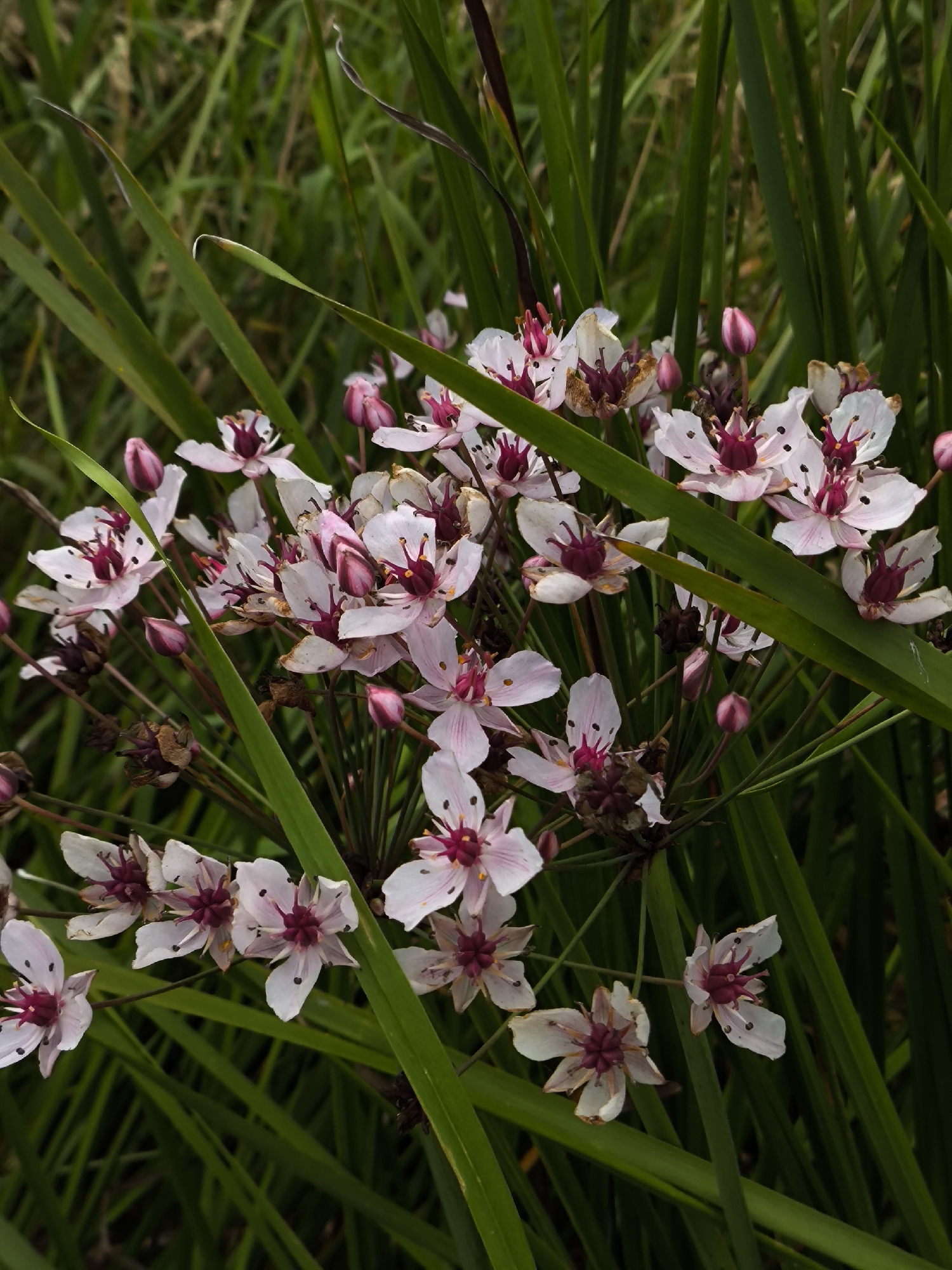 The image shows a close-up view of a cluster of white and pink flowers with dark red centers, interspersed with tall green grass. Some flowers are in bloom, displaying delicate petals and prominent stamens, while others are still in bud form, with unopened pink petals. Several dried seed pods are also visible amongst the blossoms. The background consists of out-of-focus green foliage, suggesting a natural setting. There are no people or discernible man-made objects in the frame. The lighting appears natural, casting soft shadows on the flowers and leaves. The image is cropped to focus on the floral arrangement and surrounding greenery, creating a sense of depth and texture. The exact location within Kaliningrad, Russia cannot be determined from the provided image.