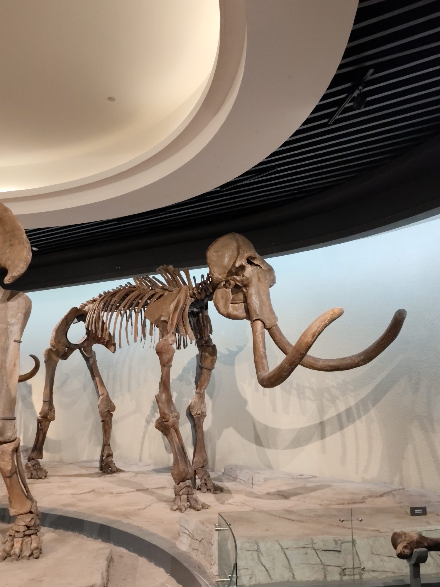 The image shows a fossilized skeleton of a mammoth on display, likely in a museum or exhibition hall in the city of Longfeng District, China. The skeleton is largely complete and positioned as if the animal is standing, with its legs splayed. Prominent features include its large curved tusks, skull, rib cage, and leg bones. The background consists of a pale, textured wall with subtle shadow effects, suggesting a display environment designed to evoke a natural habitat. The ceiling above is curved and illuminated, with a dark, slatted structure visible towards the edge of the frame. The floor is a light brown, stone-like surface. No people are visible in the image.