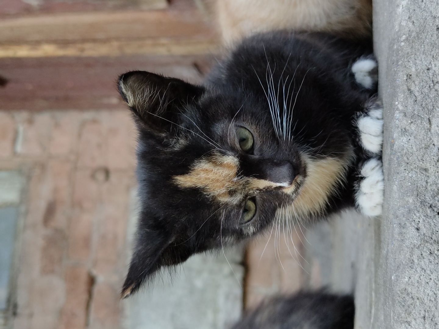 A tortoiseshell kitten with white paws is sitting on a concrete surface. The kitten has a split face coloration with black on the left and a mix of tan and black on the right. It has green eyes and white whiskers. The background consists of a brick wall and a wooden structure, suggesting an outdoor urban setting. Another blurry, dark-furred animal is partially visible to the left of the kitten.